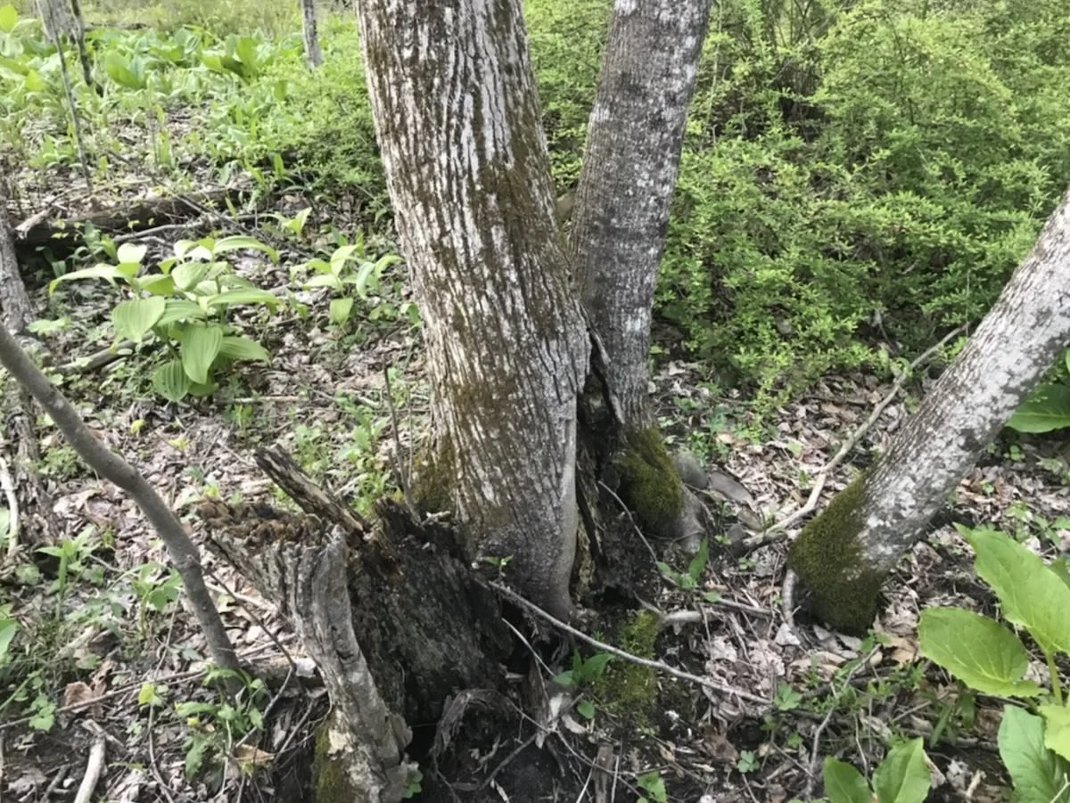 a perfect clump of basswood trees for harvesting for basketry in all different sizes