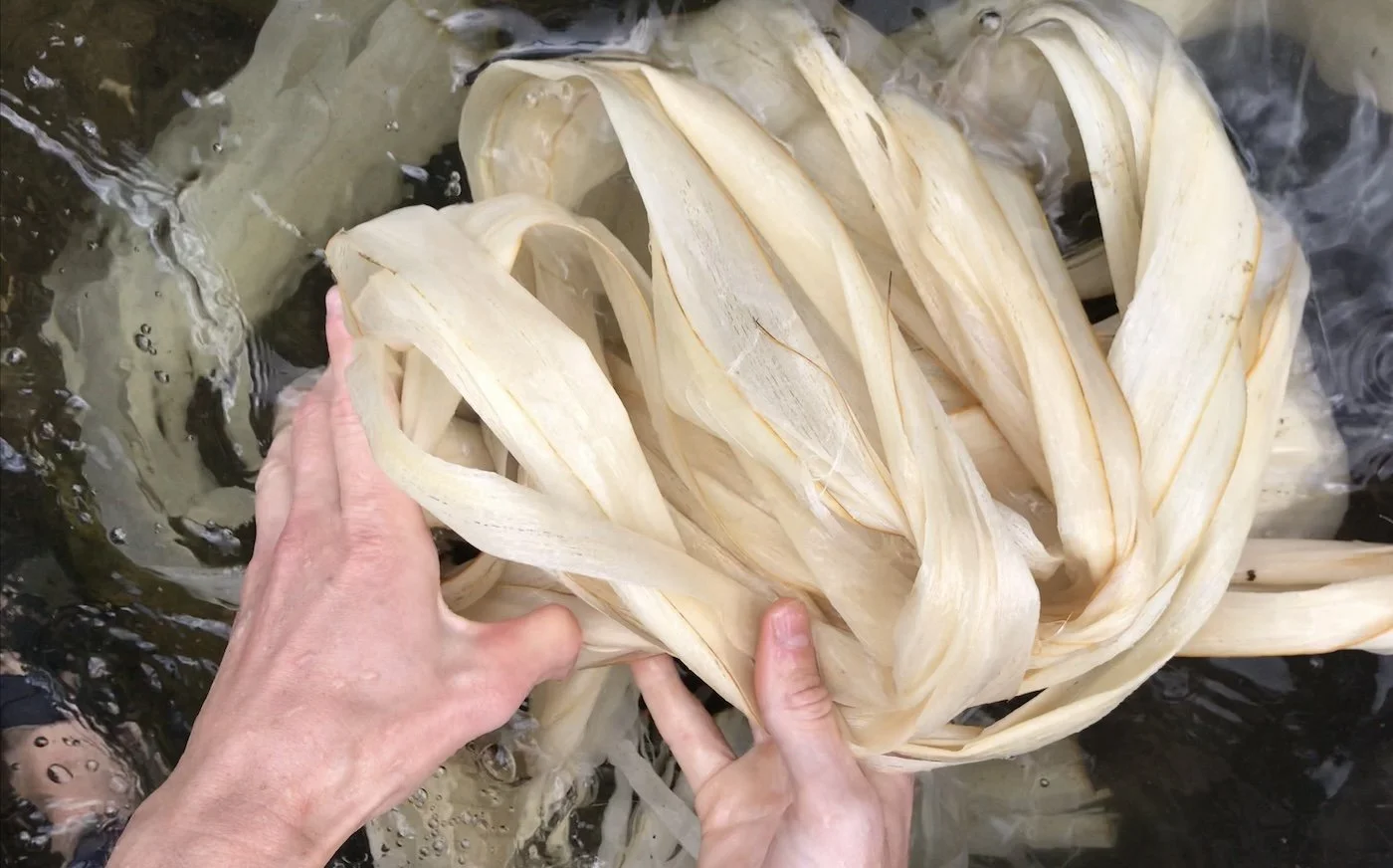 basswood fiber floating in the river with two hands holding it 
