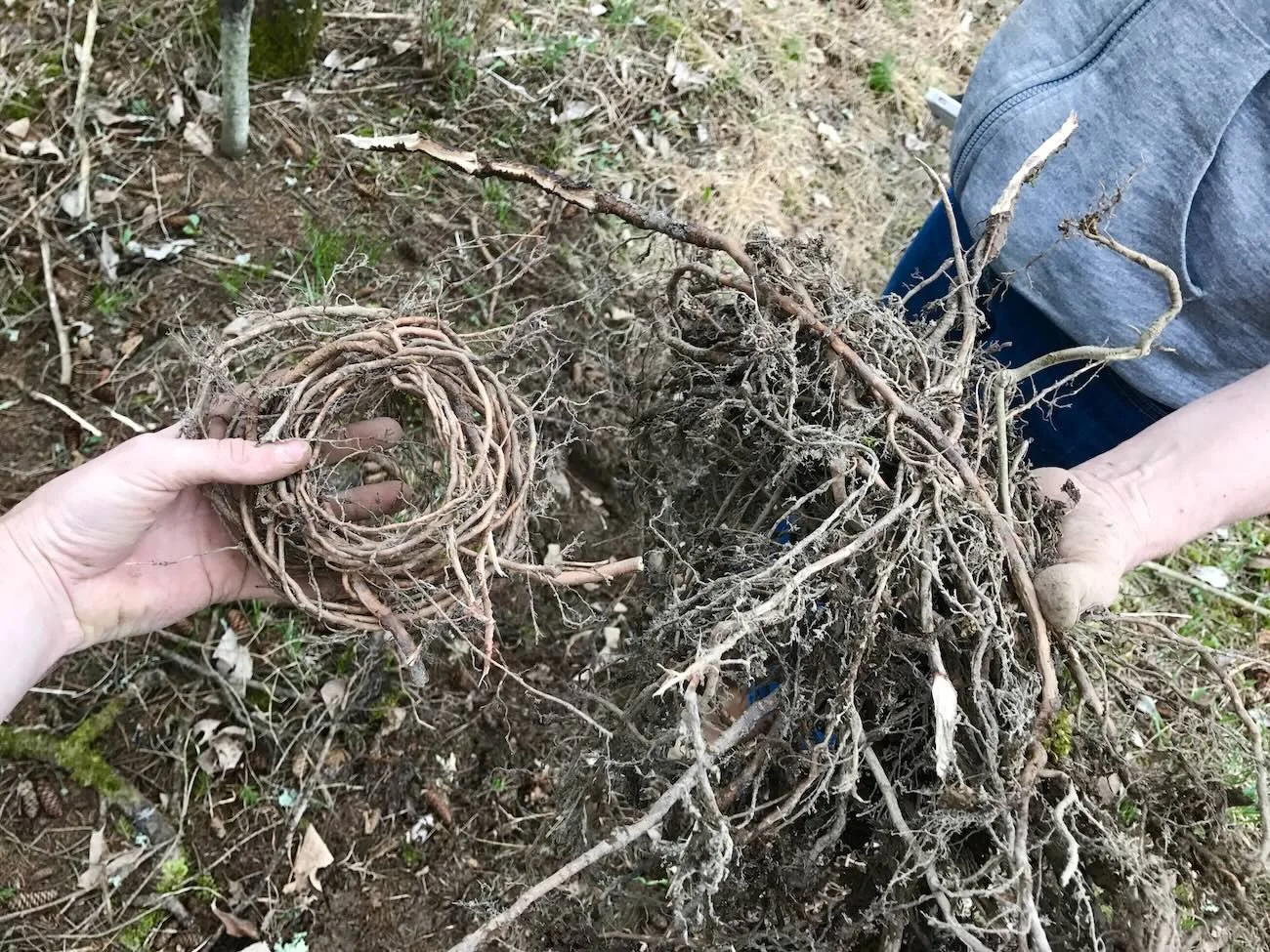 two piles of spruce roots, one neat and coiled and one messy