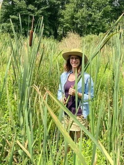 woman foraging cattails in a marsh for making cattail baskets