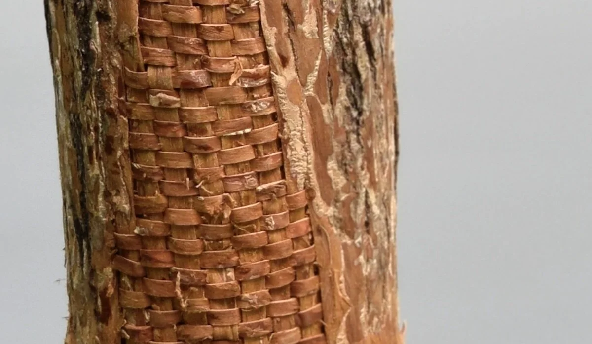 detail of elm bark woven into the bark of a log