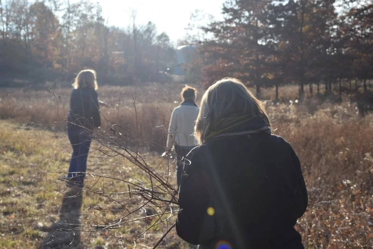 three people in a field foraging for dogbane and milkweed for basketry