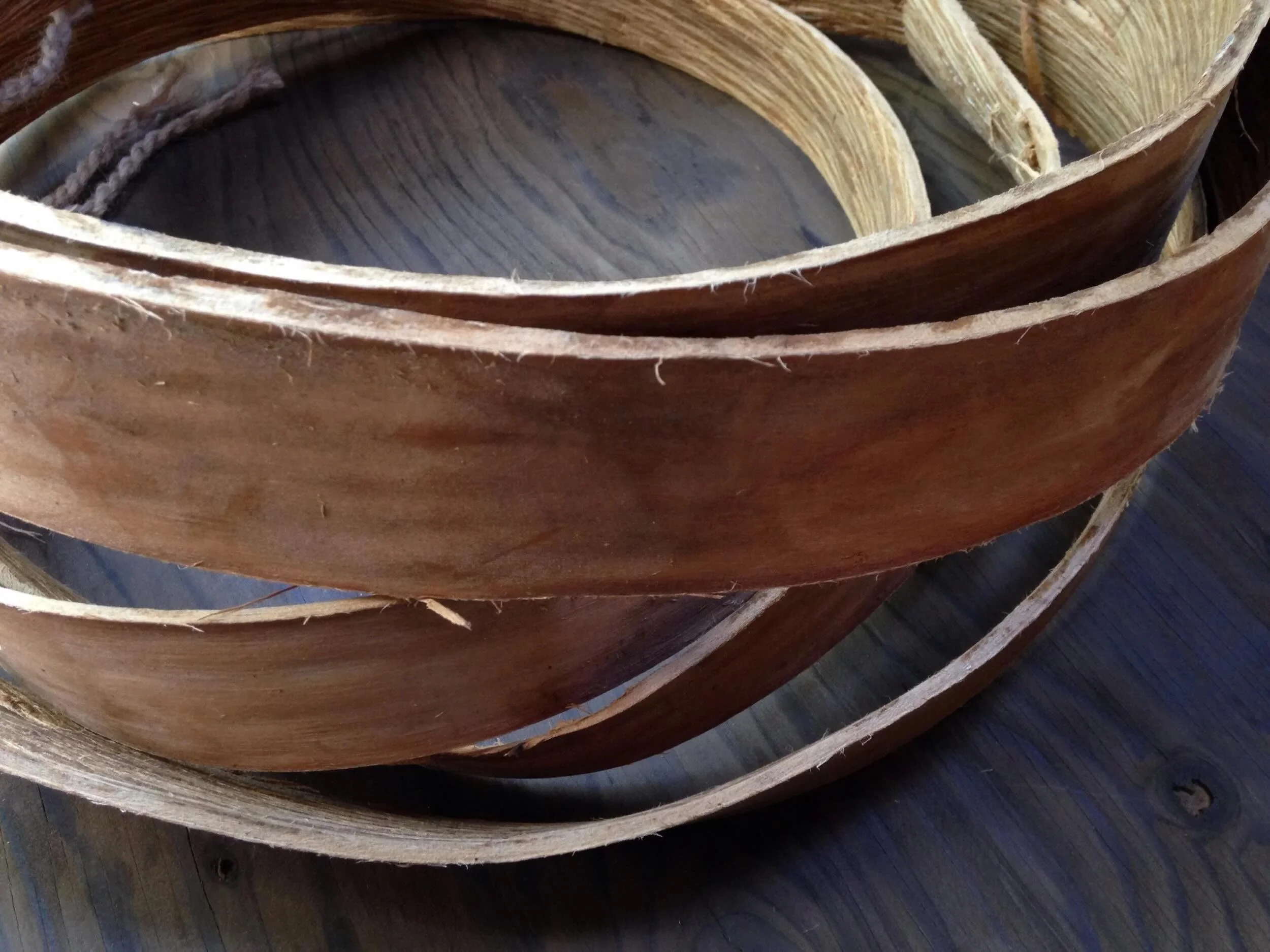close up of some rolls of tulip poplar inner bark for weaving baskets
