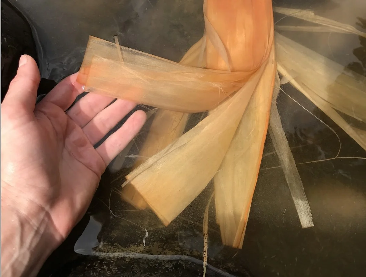 hands showing how linden bark separates into layers when retting