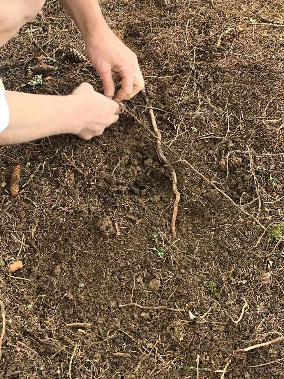 two hands unearthing a spruce root for basket weaving