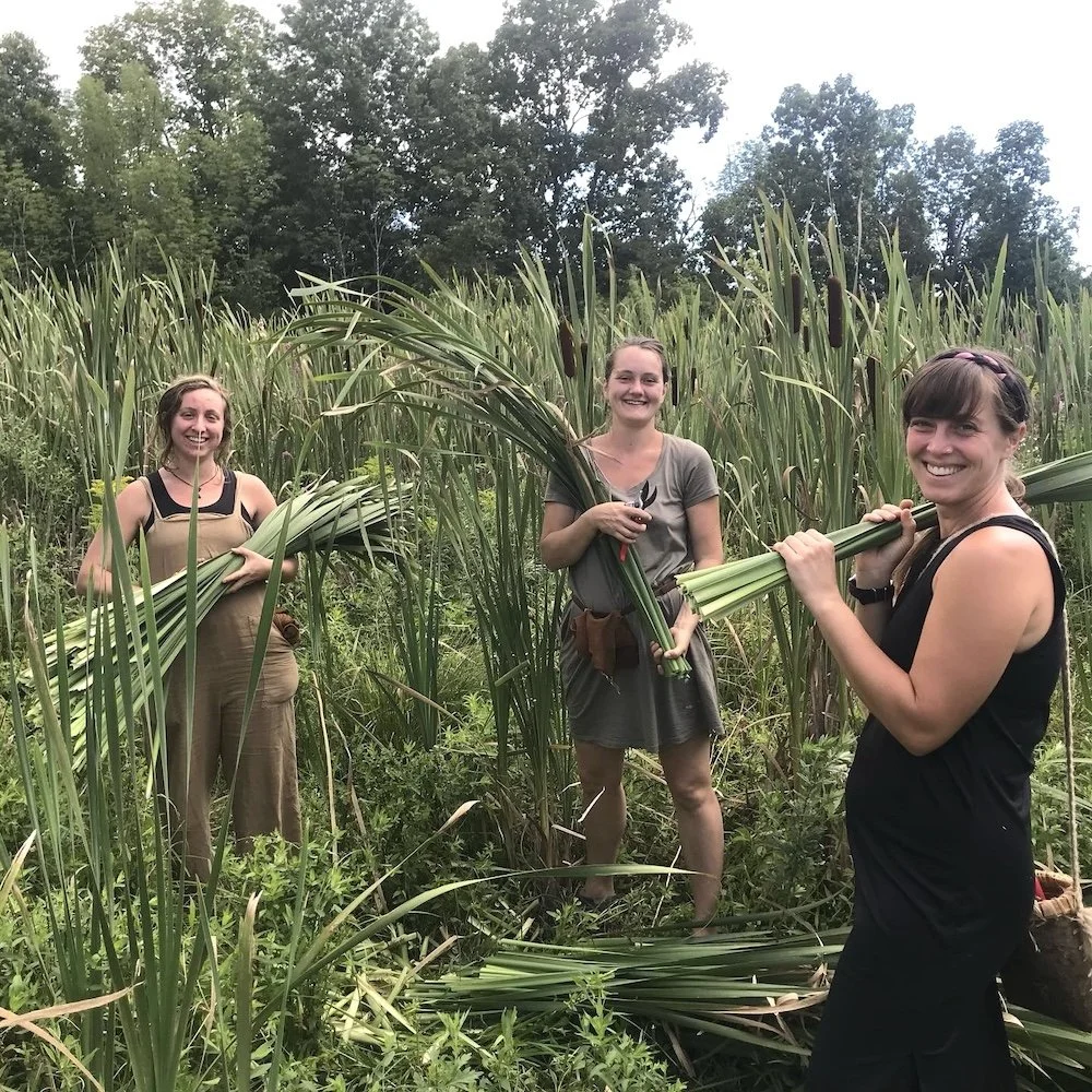 three women in a field of cattails foraging for basketry materials