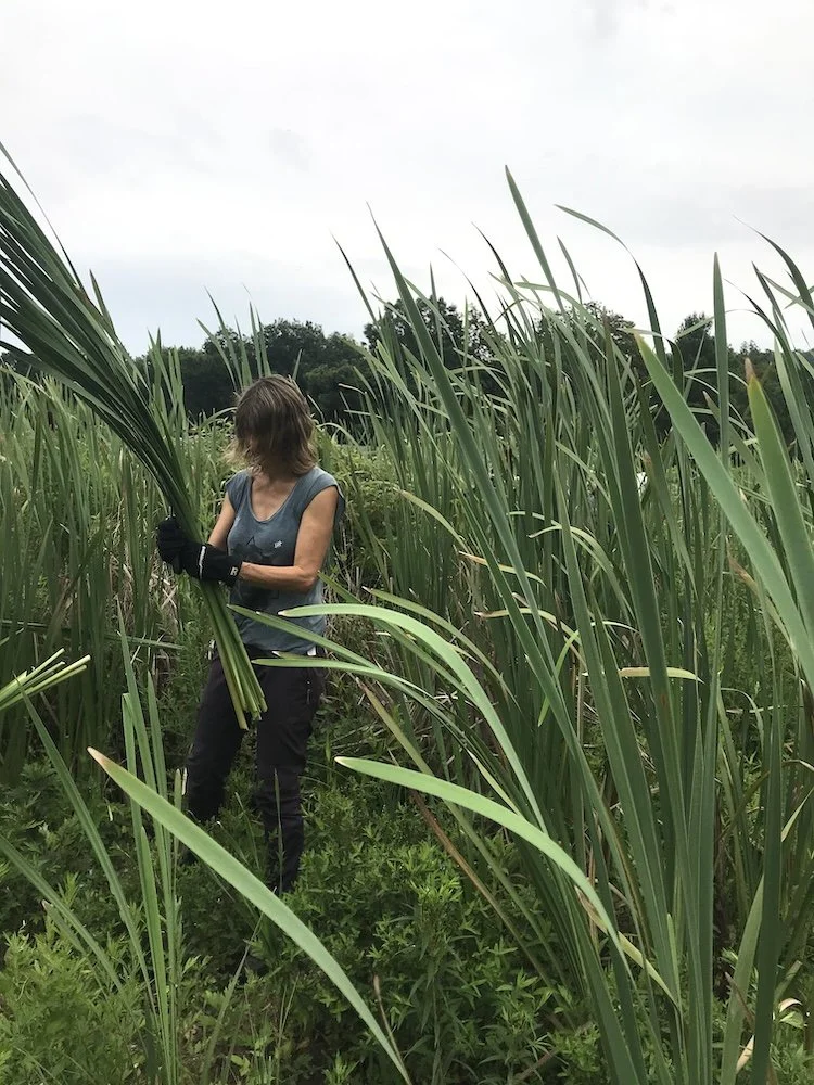 a woman in a field cutting cattails to weave baskets