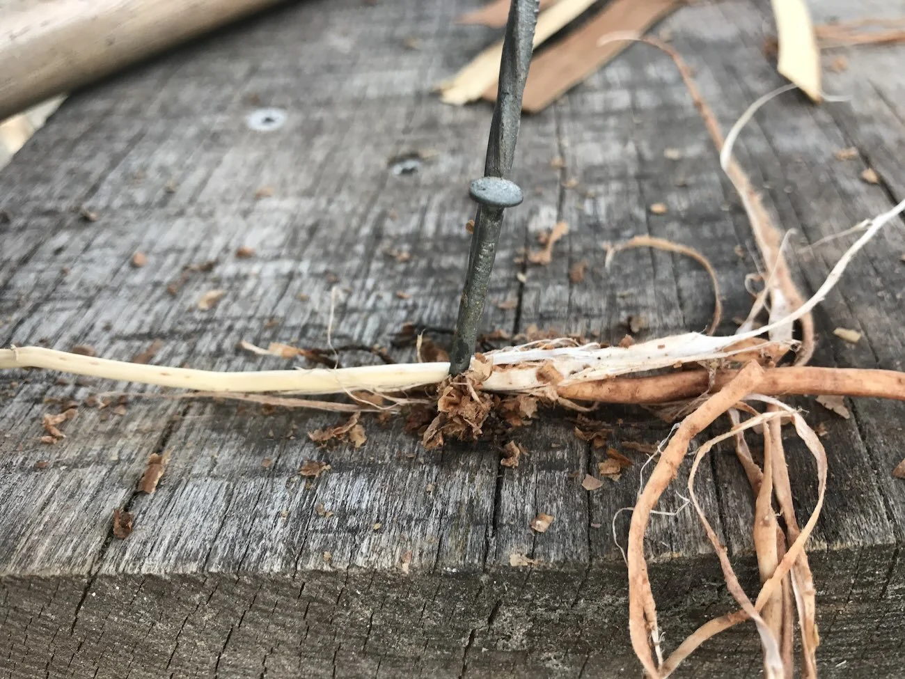 pulling spruce roots through two nails to strip off the bark