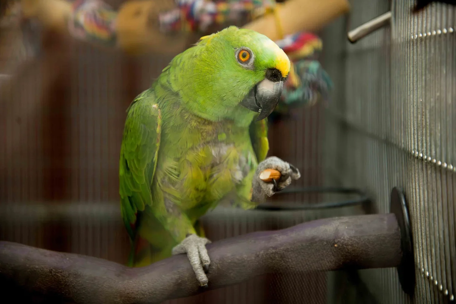 Andy Leverett Photography Parrot.webp