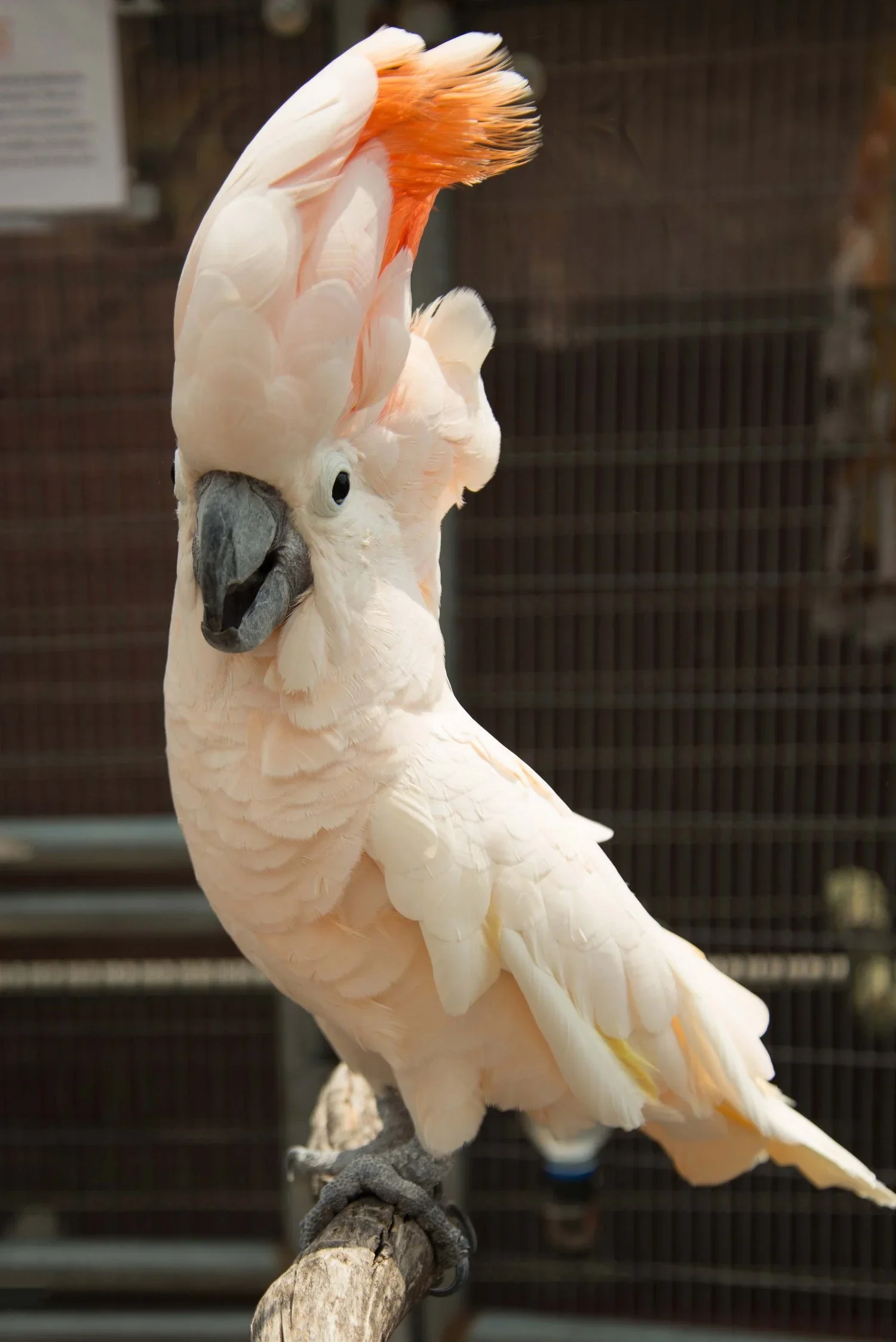 Andy Leverett Photography bird.webp