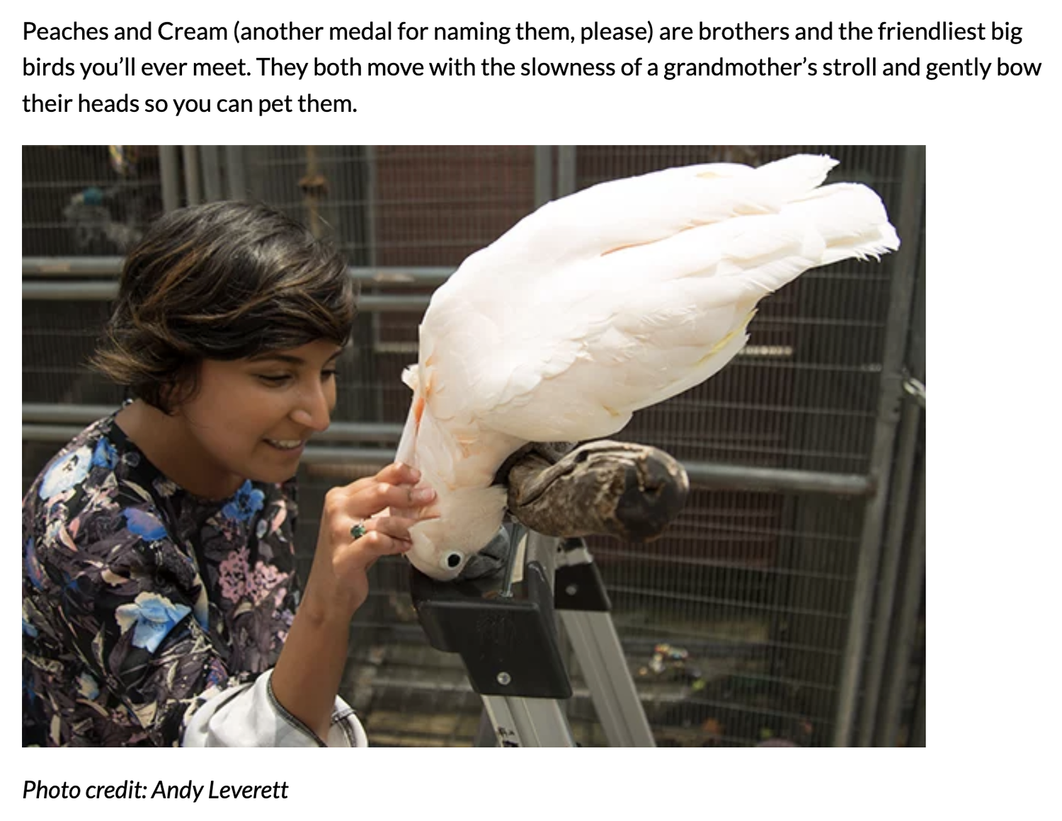 Andy Leverett Photography Atlanta Eats Bird.webp