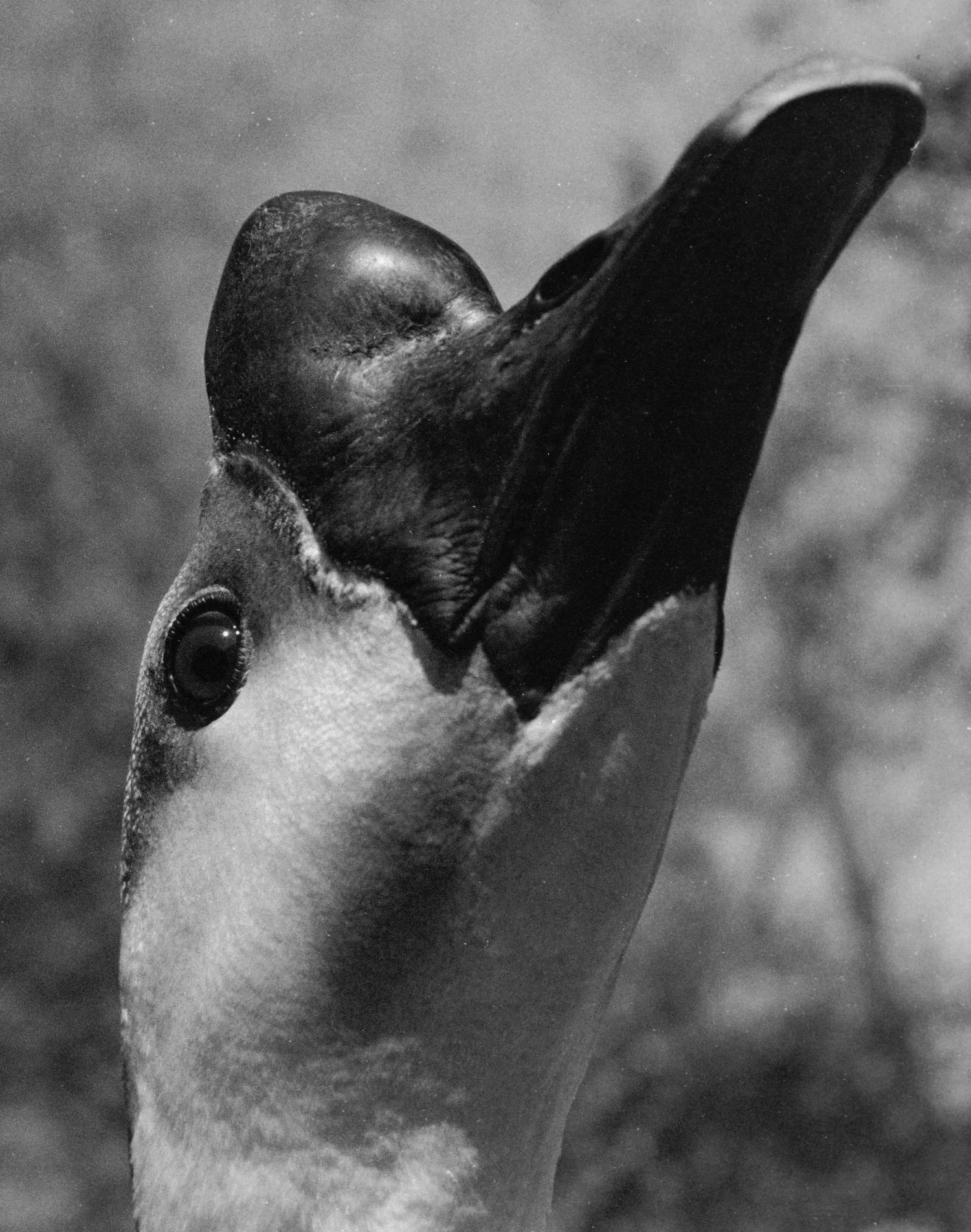 Andy Leverett Photography Goose.webp