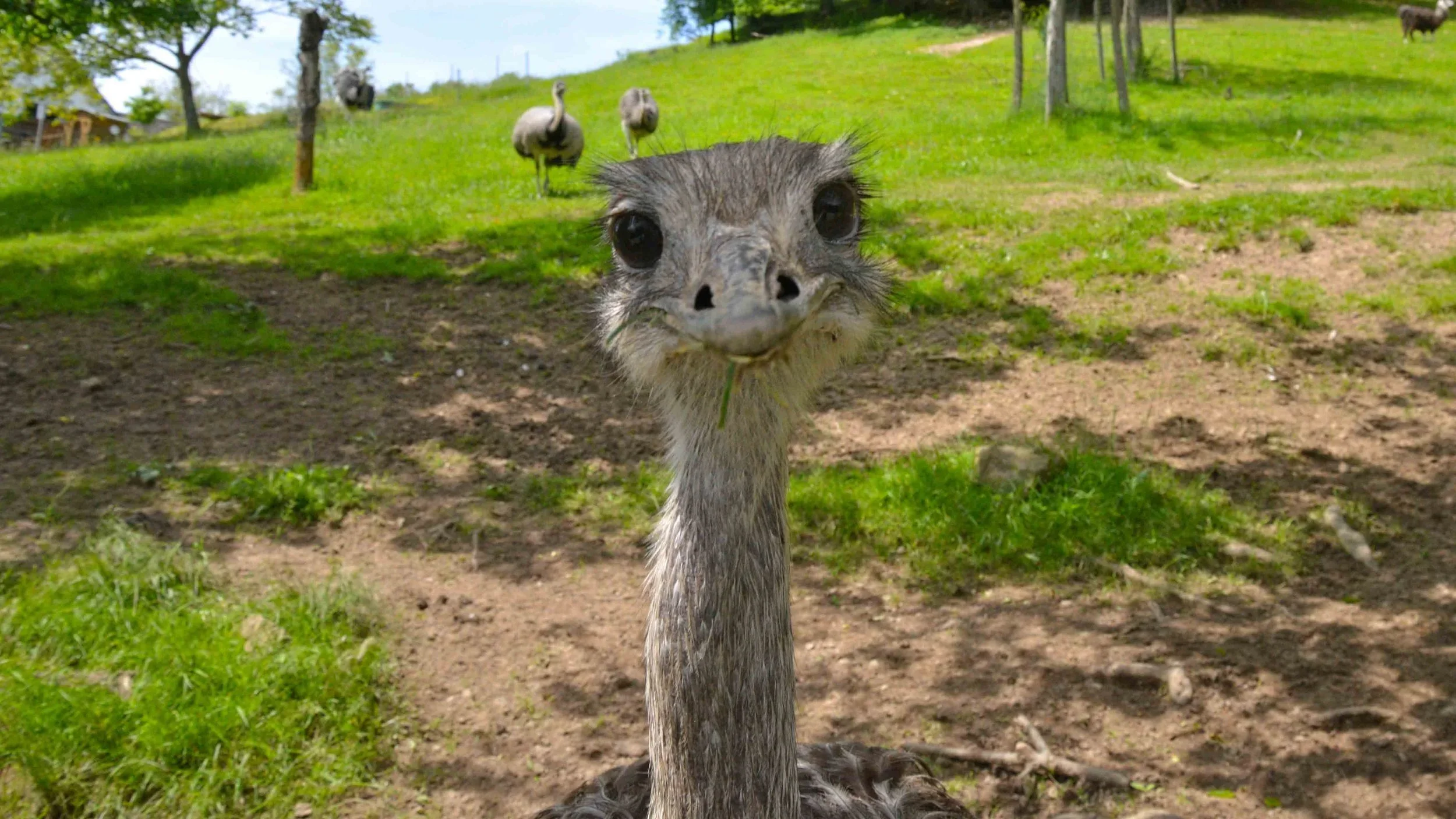 Andy Leverett Photography Emu.webp