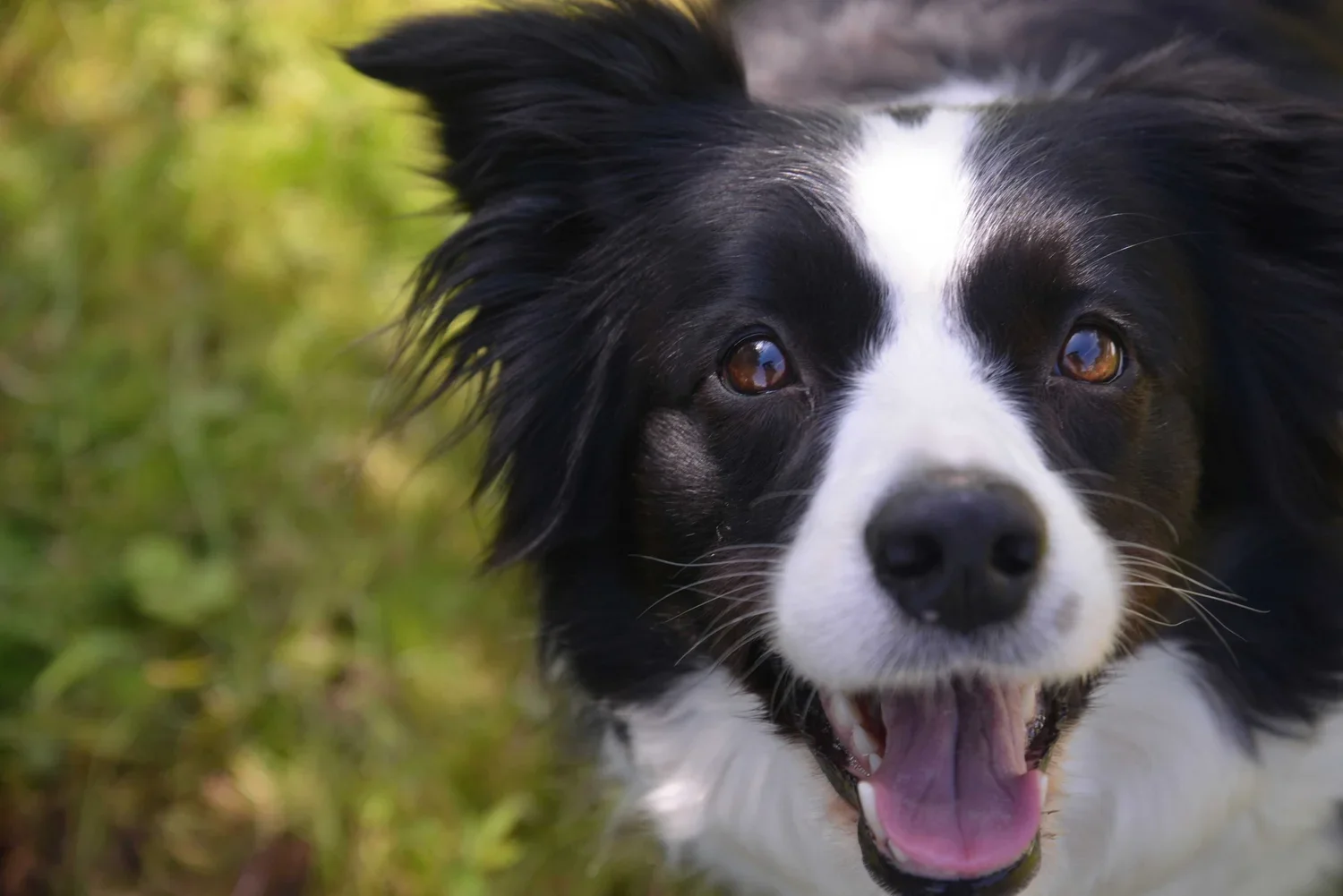 Andy Leverett Photography Dog.webp