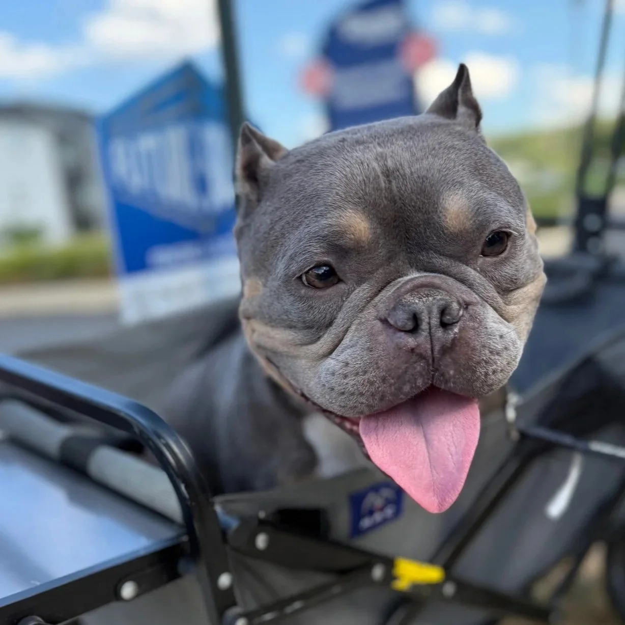 A cute gray and tan French Bulldog puppy with its tongue sticking out, sitting in a small vehicle, with a blurry background of a blue sign and some buildings.