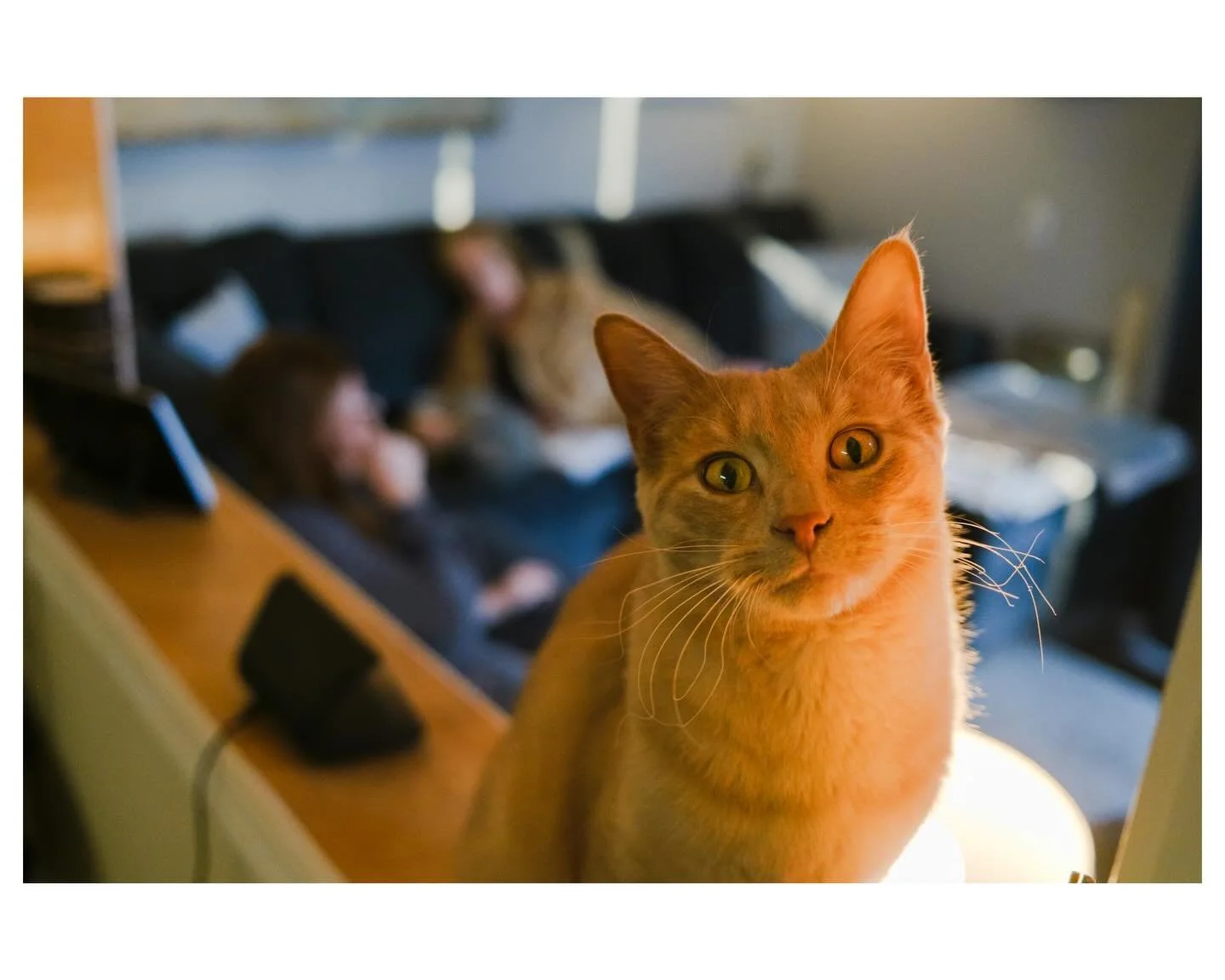 Ozzy burned his whiskers on the stove several weeks ago. They grew back as weird as he is.
