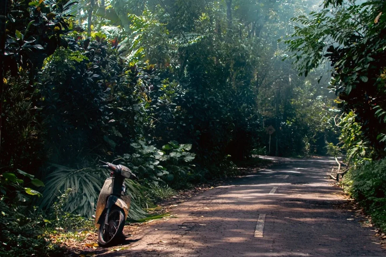 A narrow, winding road in a dense green forest with sunlight filtering through trees, a motor scooter parked on the left side of the road near the foliage.