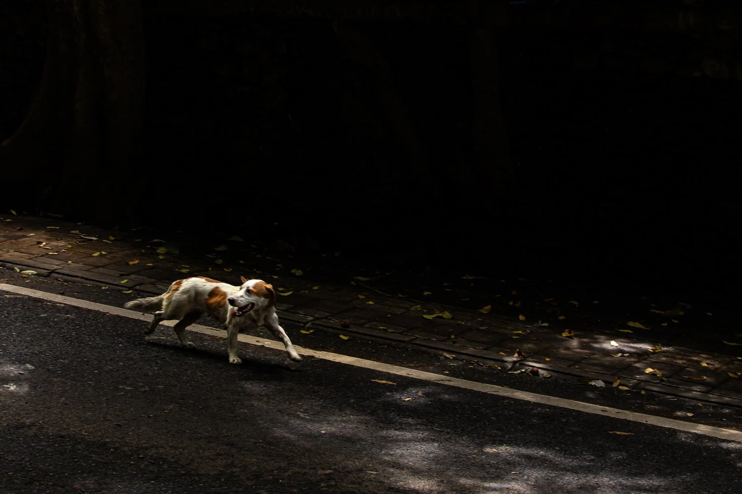A dog with a white and brown coat running along a dark street, illuminated by partial sunlight and dry leaves scattered on the ground.