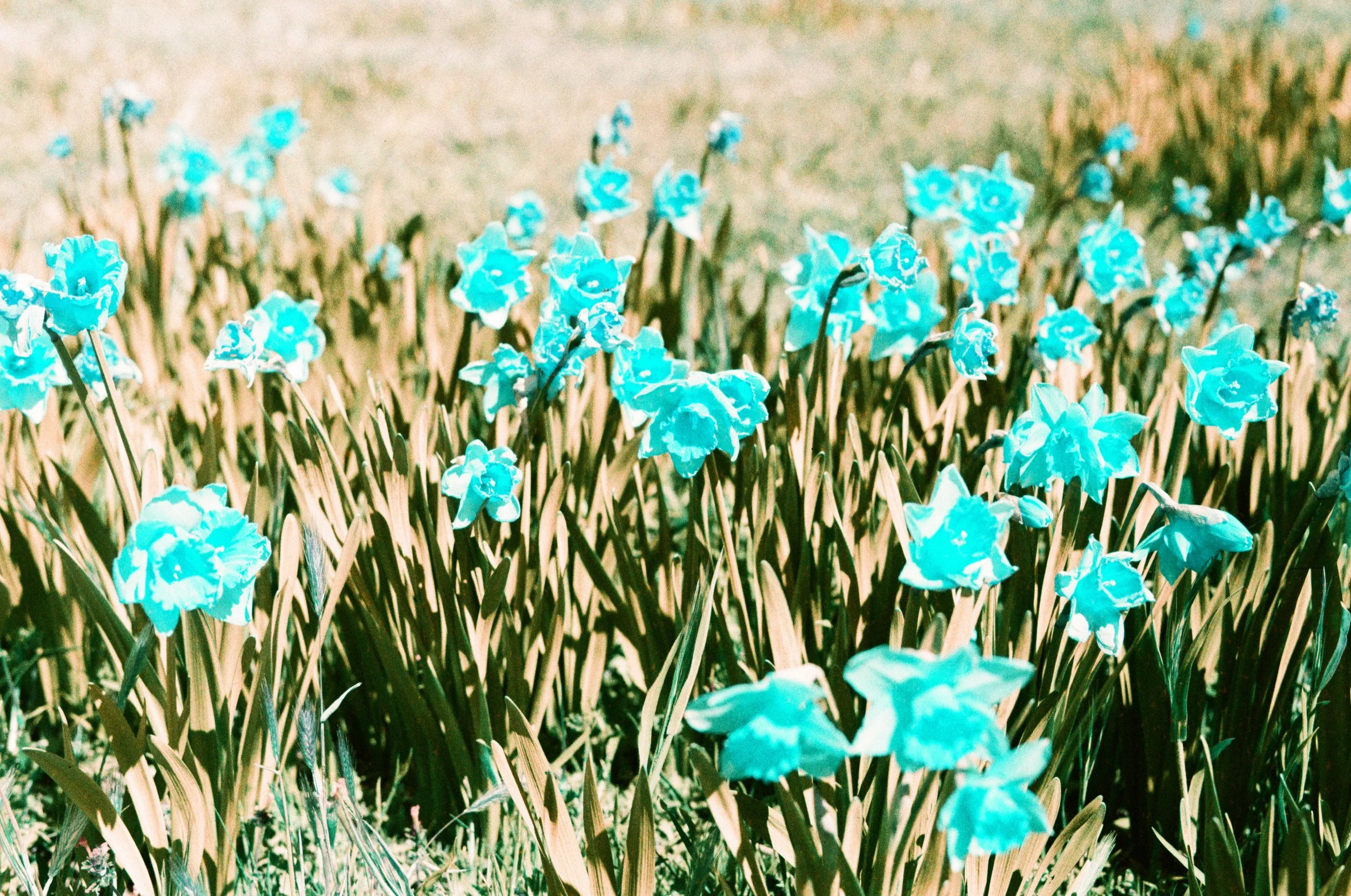 Lomography Turquoise
