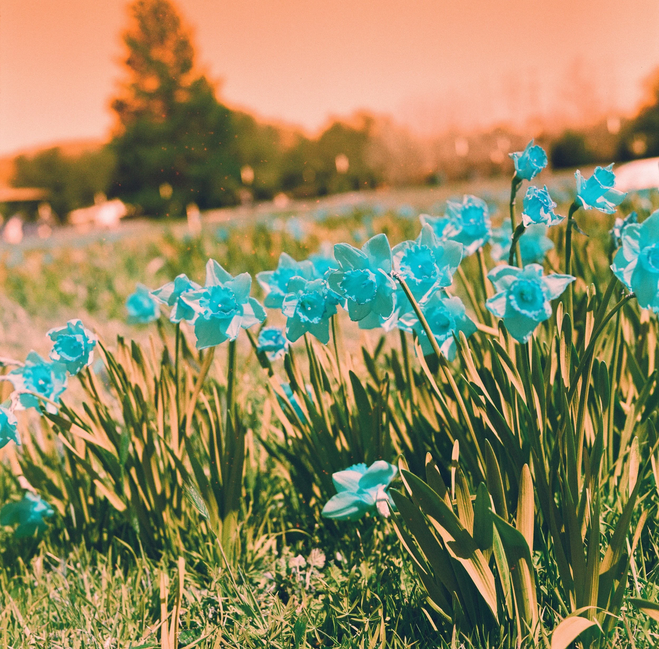 Harman Switch Azure First Impressions