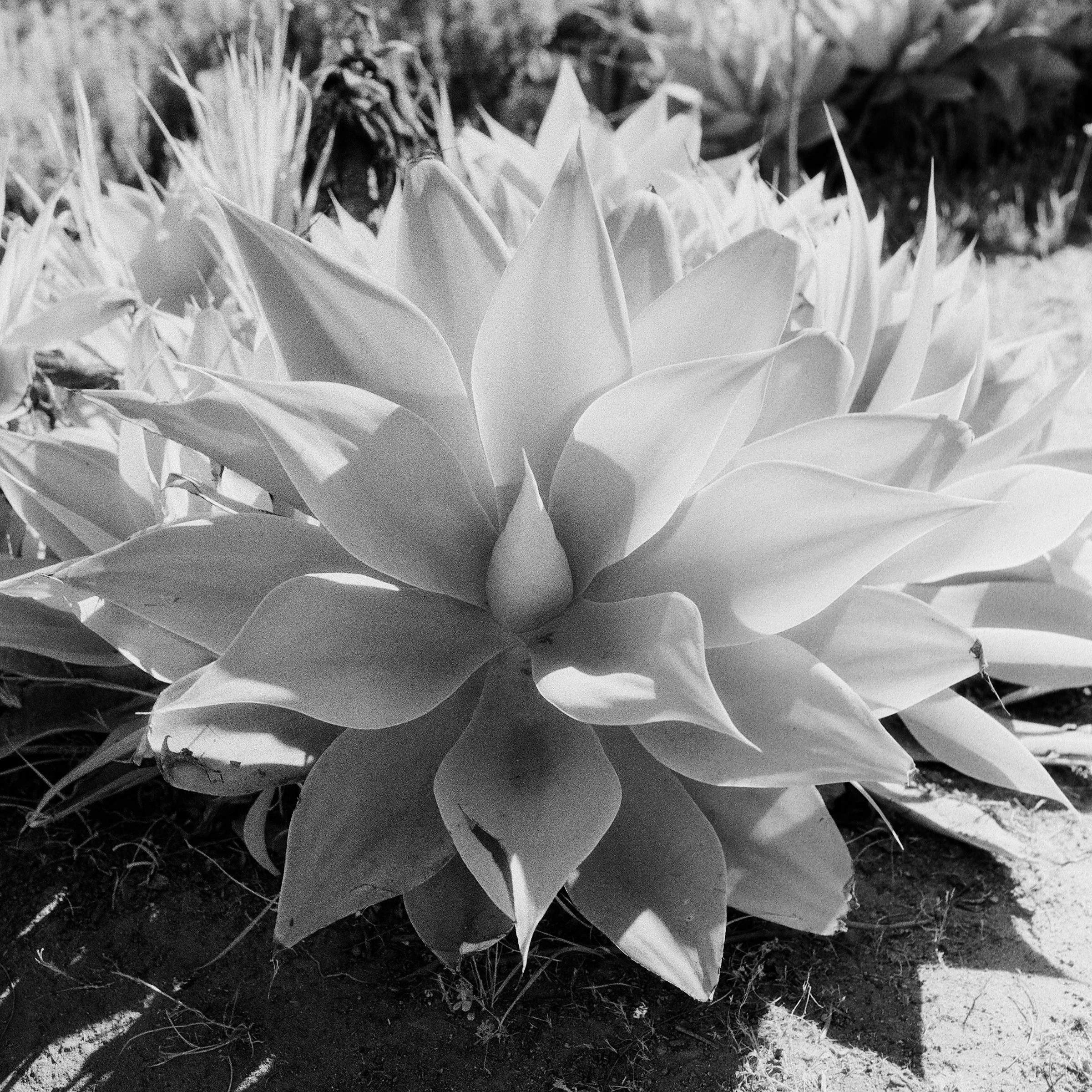 Infrared Film Photography