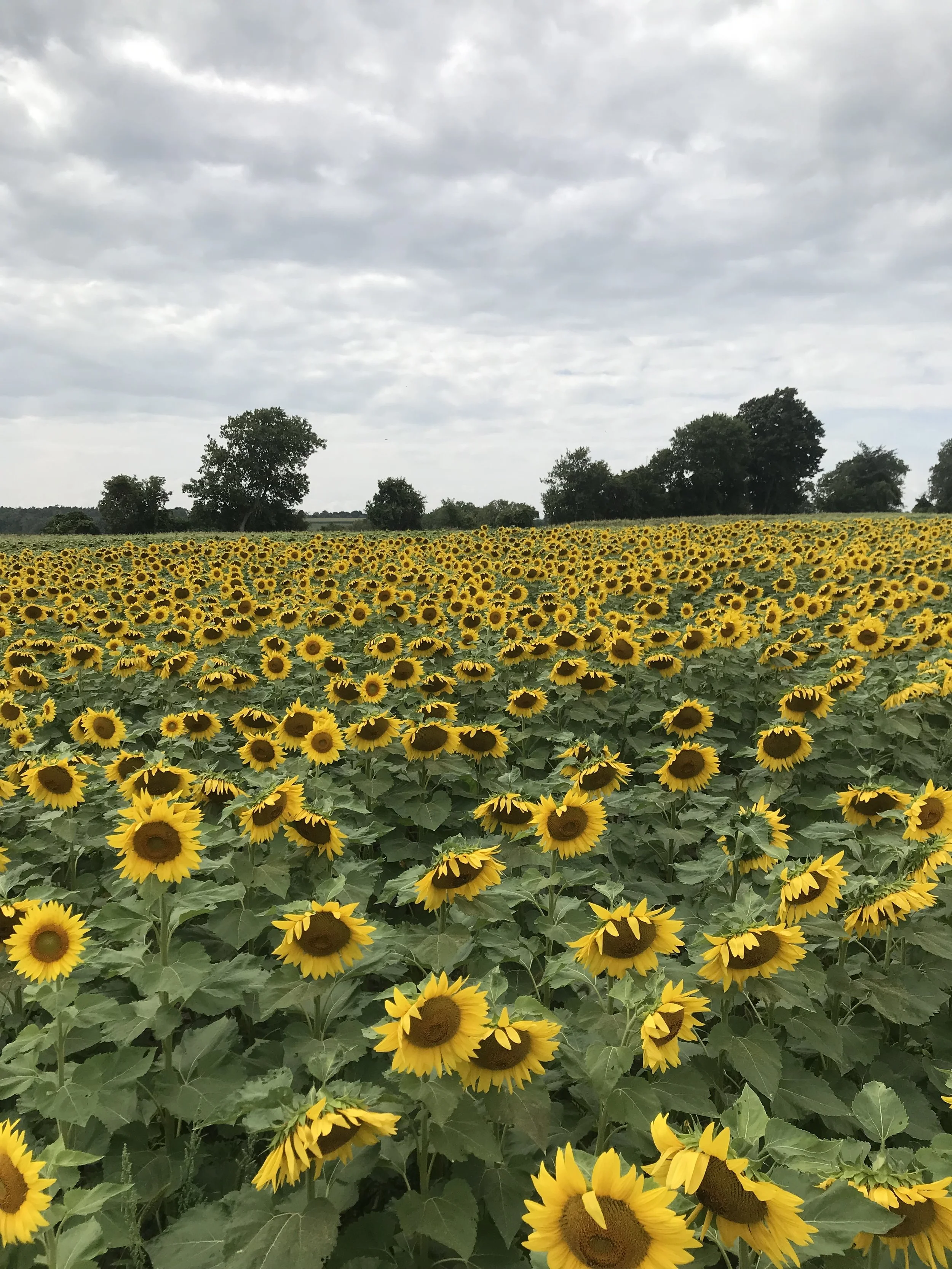A vast field of blooming yellow sunflowers under a cloudy sky with trees in the background.