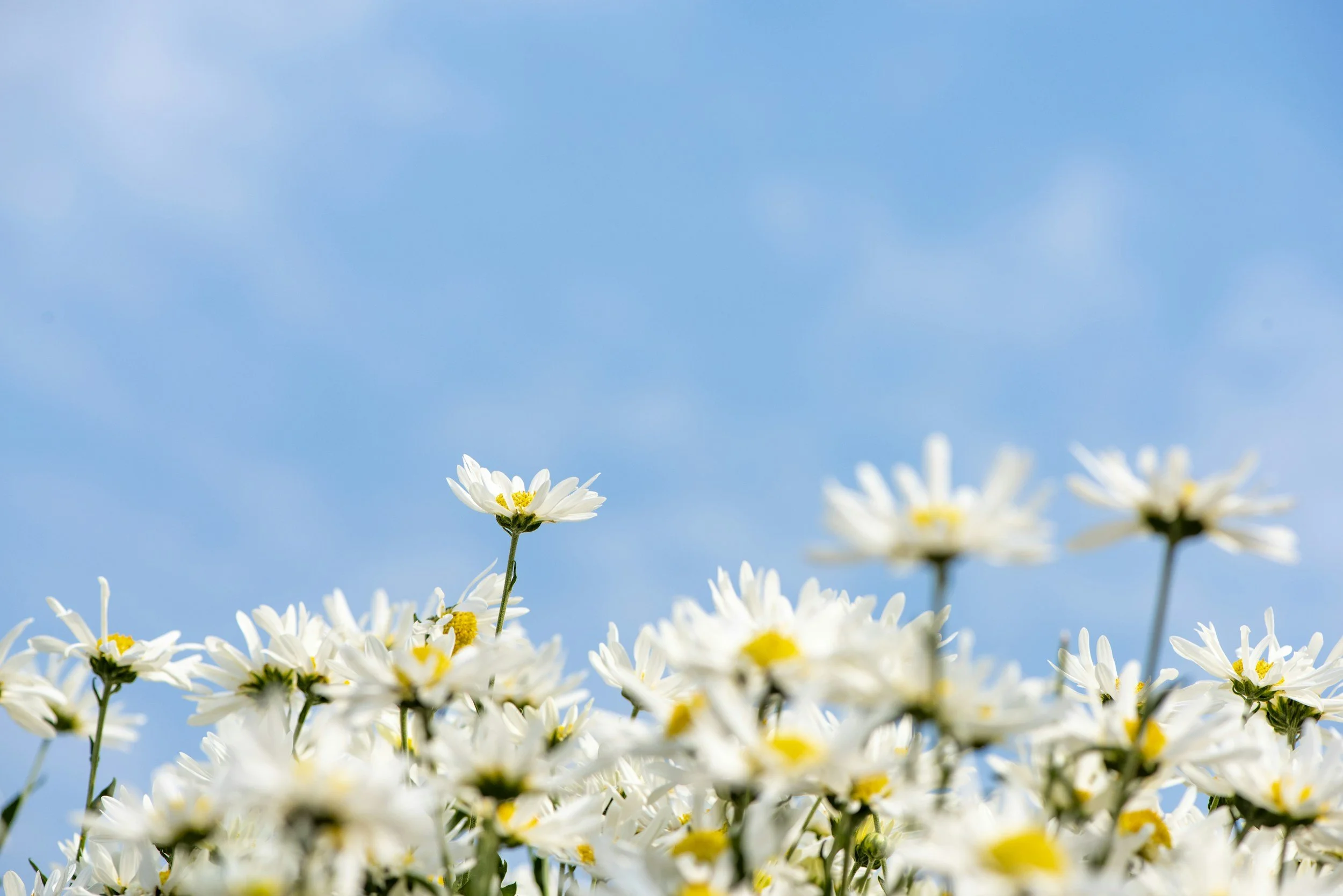 A field of white daisy flowers with yellow centers against a bright blue sky.