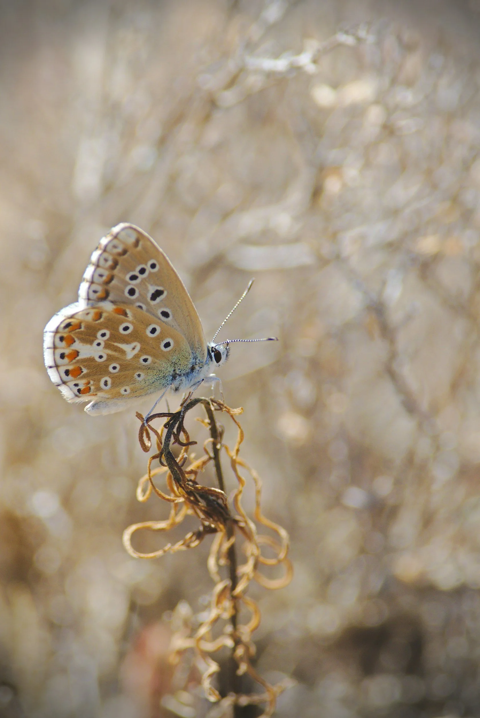 Close-up of a butterfly with orange, black, and white patterned wings perched on a dried, curly plant stem with a blurred natural background.