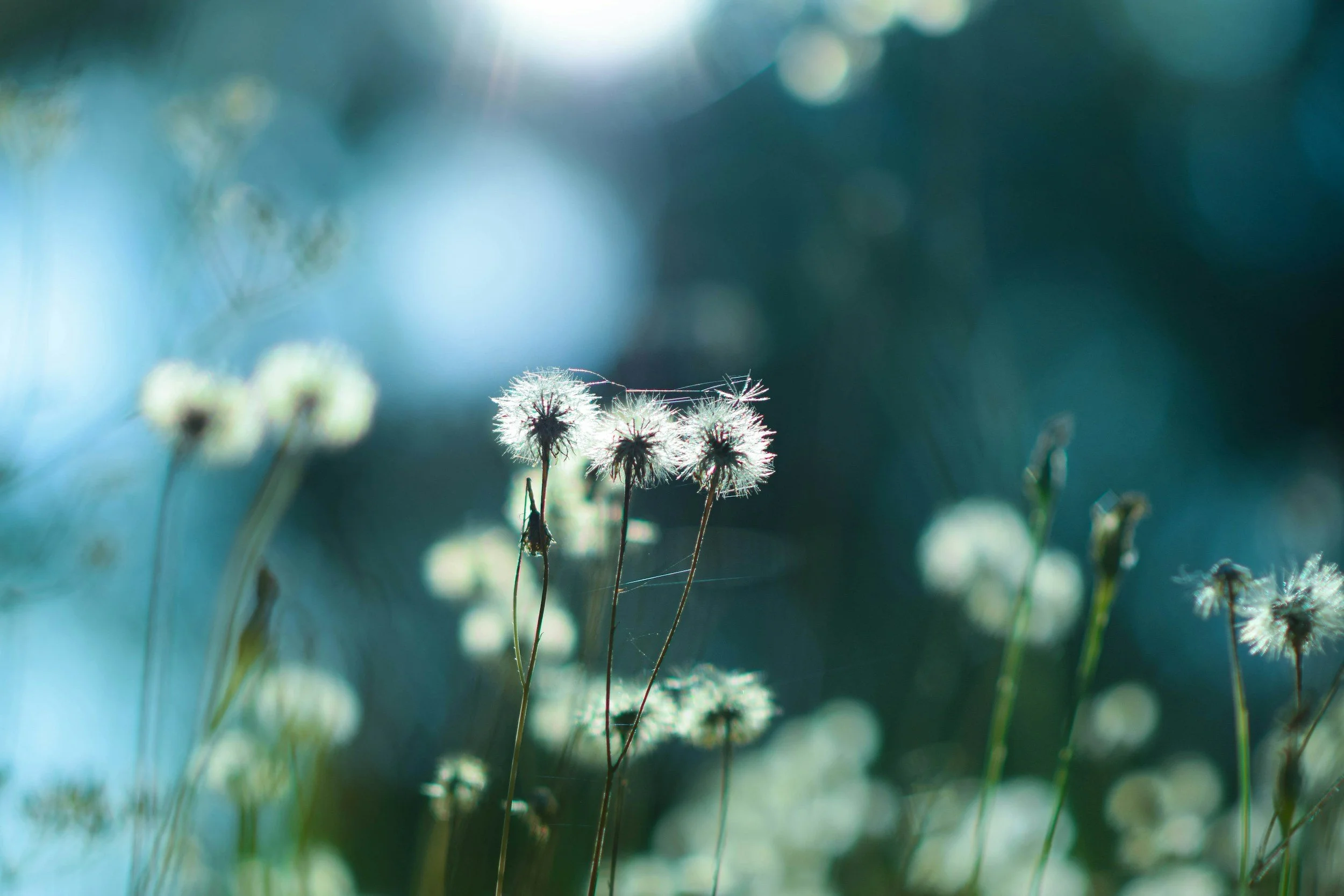 Dandelion seed heads with a sunlit background and bokeh effect