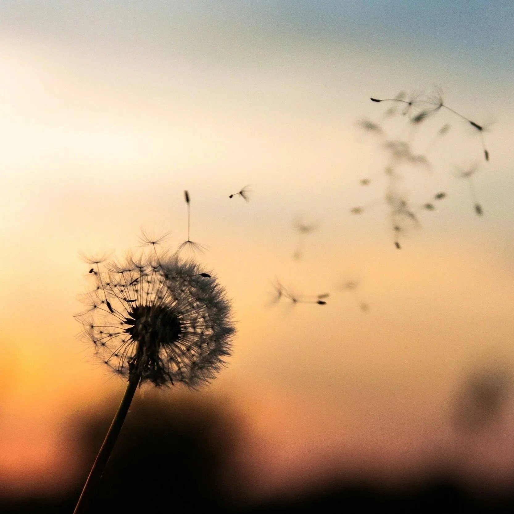 Breathwork at New Day Vibes