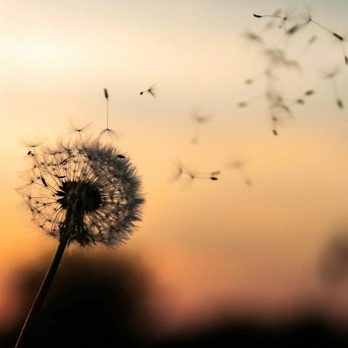 Close-up of a dandelion seed head with some seeds drifting away against a soft orange and pink sunset sky.