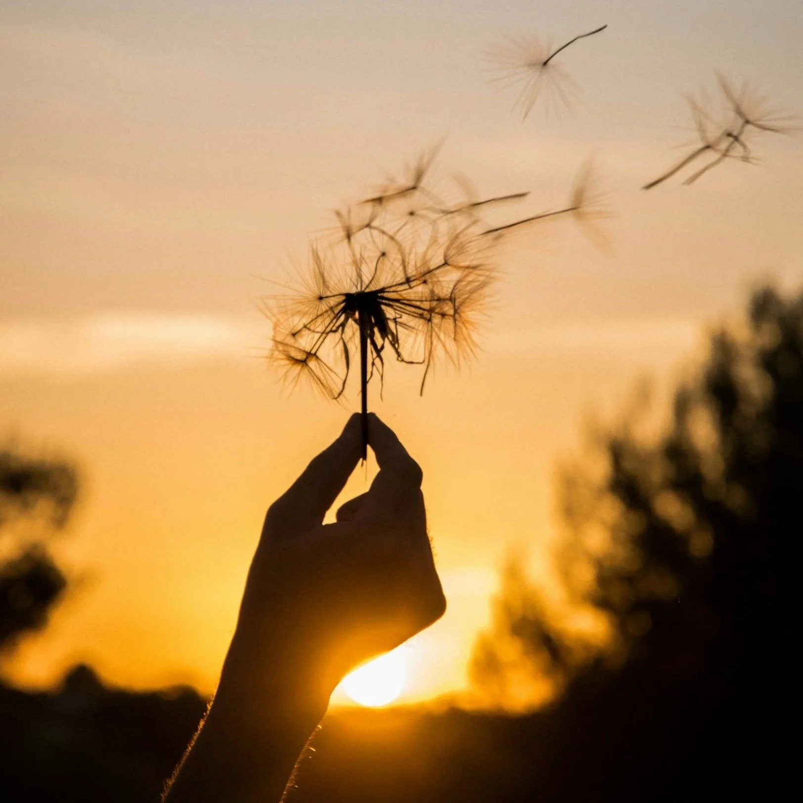Hand holding a dandelion seed head with some seeds flying away during sunset.