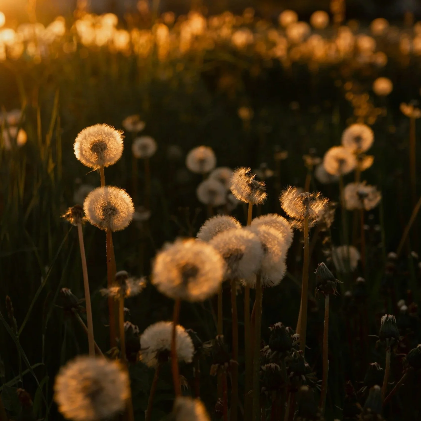 Dandelions in a field illuminated by golden sunlight, with a blurred background of more dandelions and warm lighting.