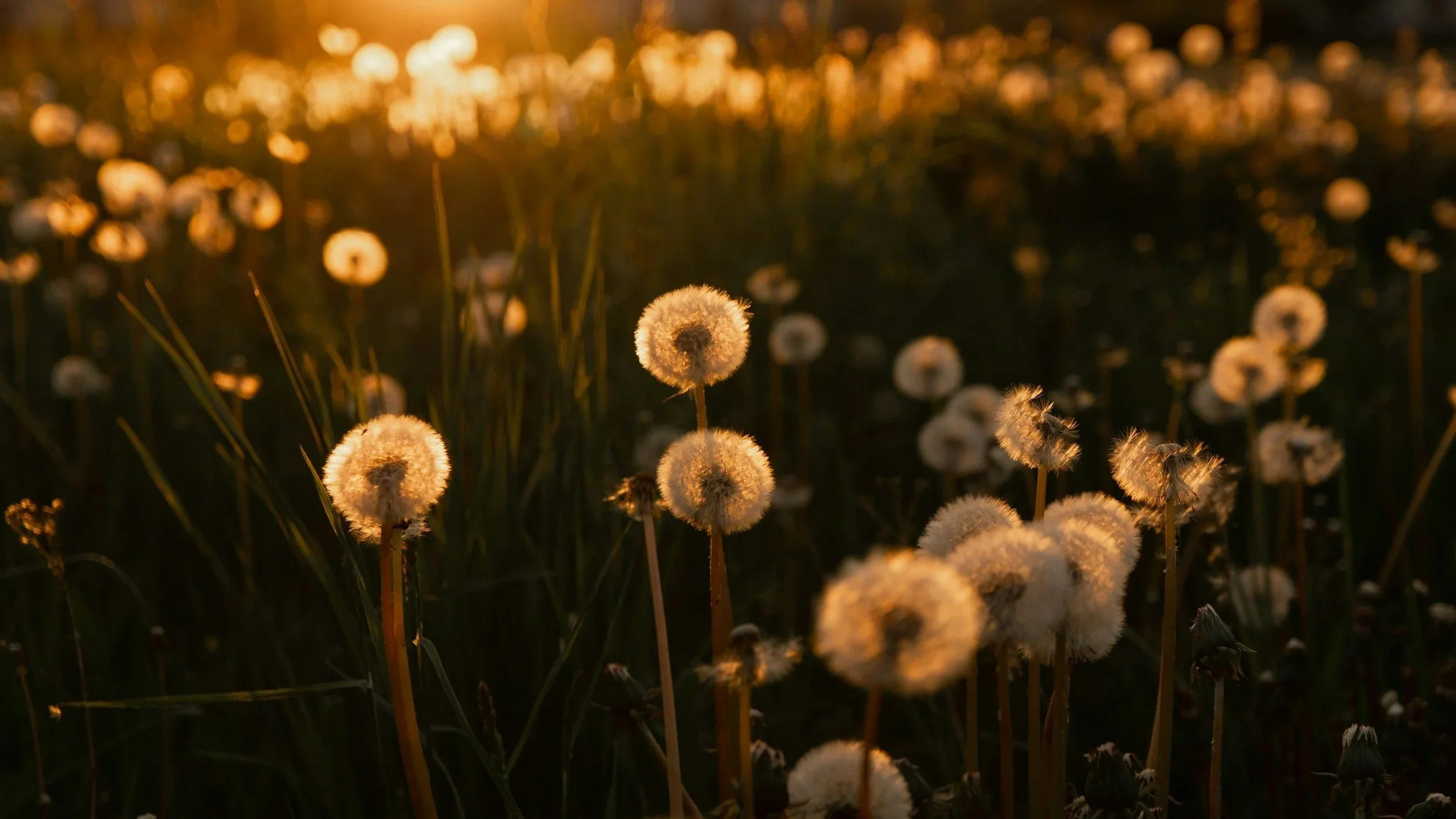 Dandelions in a field during sunset, with warm, golden lighting highlighting the fluffy seed heads.