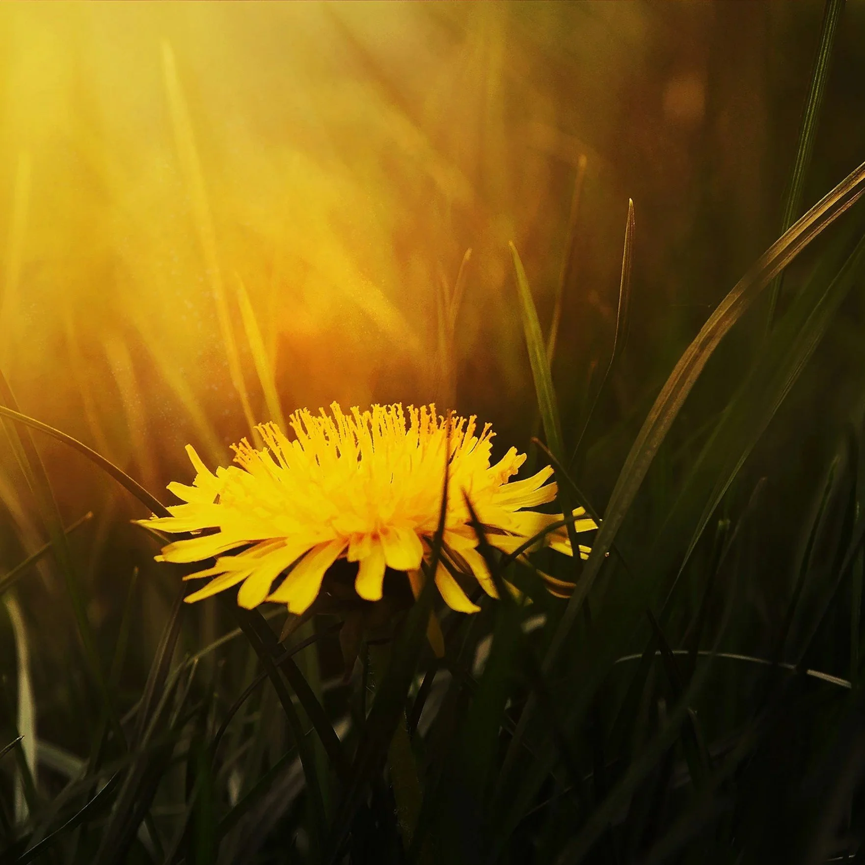 A yellow dandelion flower among green grass blades with sunlight shining on it.