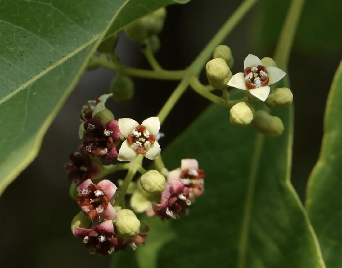 Close-up of a flowering plant with white and red flowers and green buds surrounded by green leaves.