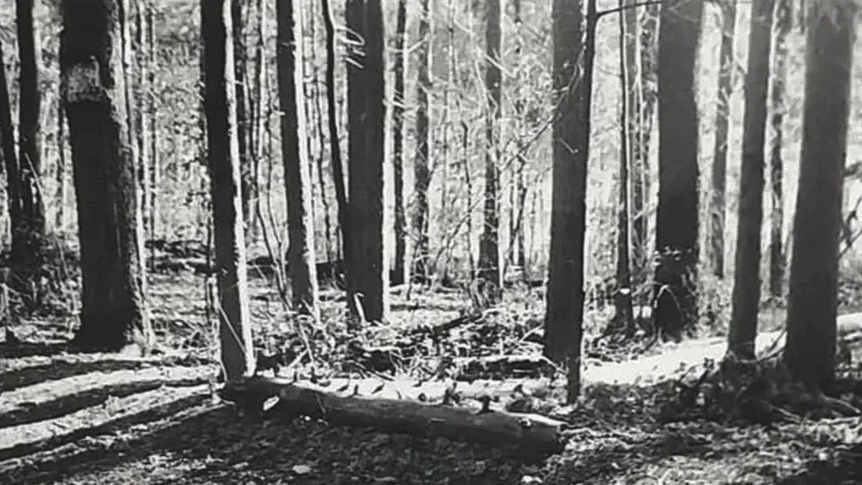 Black and white forest photograph by Charles Decáte representing the contemplative atmosphere of The Temple Series ritual fragrance collection.