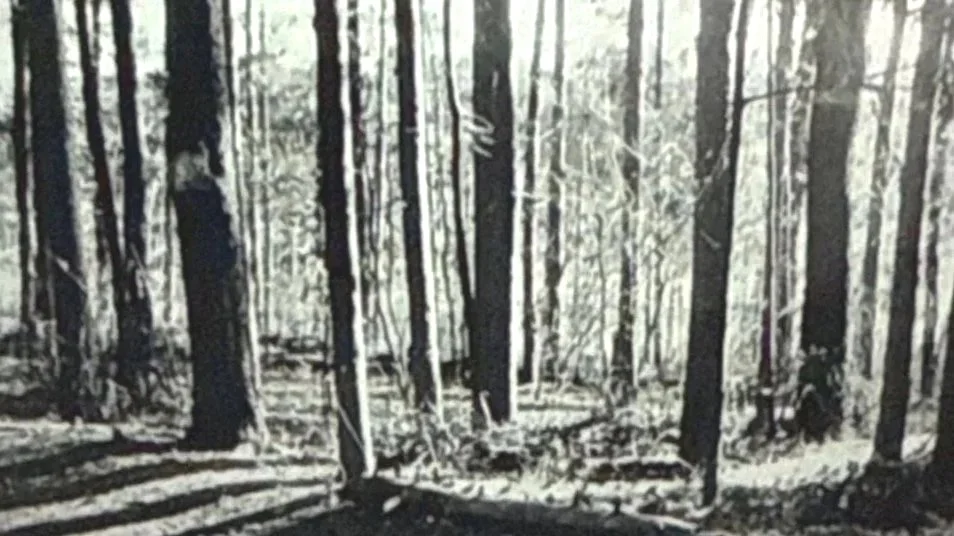 Black and white forest with sunlight through the trees, representing the journey to Enter the Temple and create sacred space.