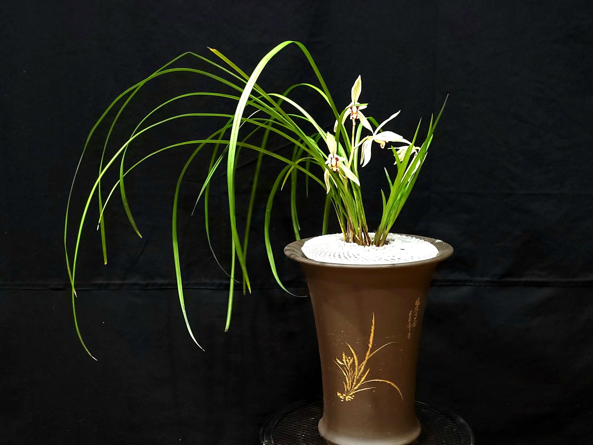 Open House / Experience Tai Chi