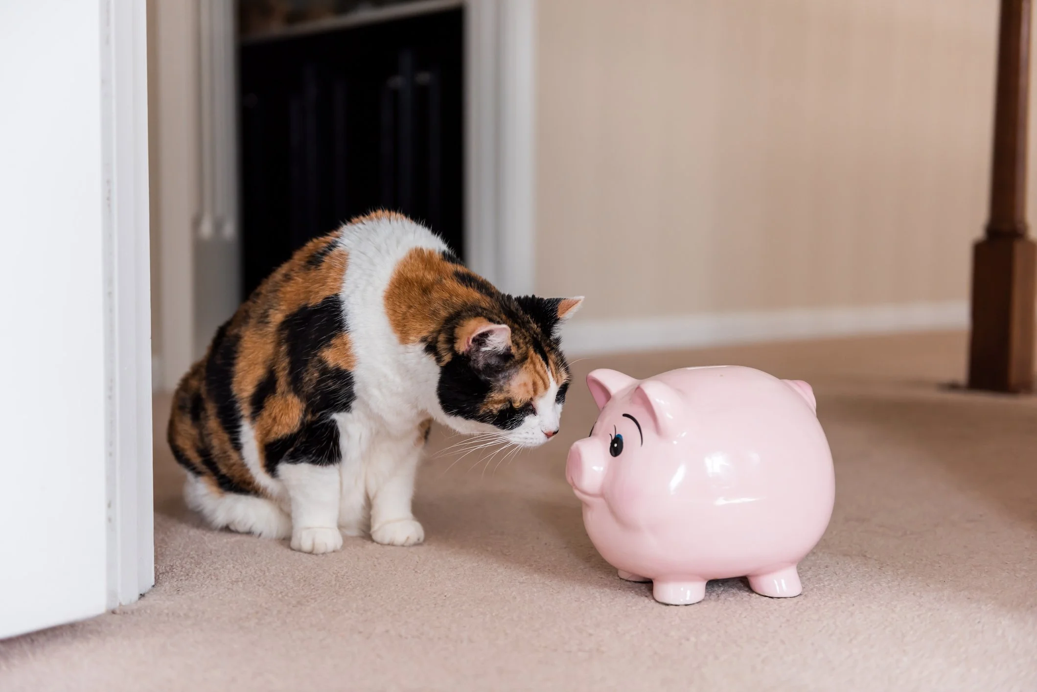 After You’re Gone, Your Cat can Still Live the Good Life: Pet Funds in Wills and Estate Planning