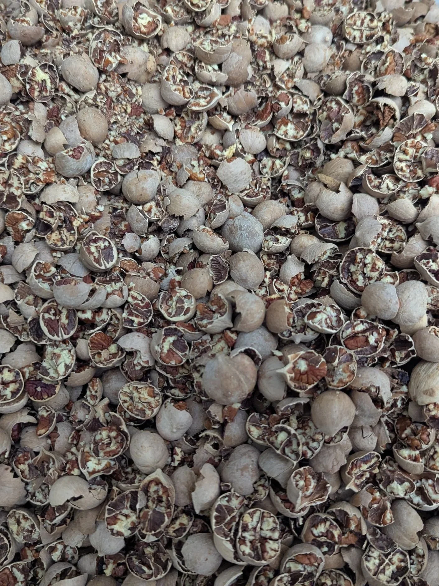 Close-up of a large quantity of dry, bitternut hickories after they are cracked open.