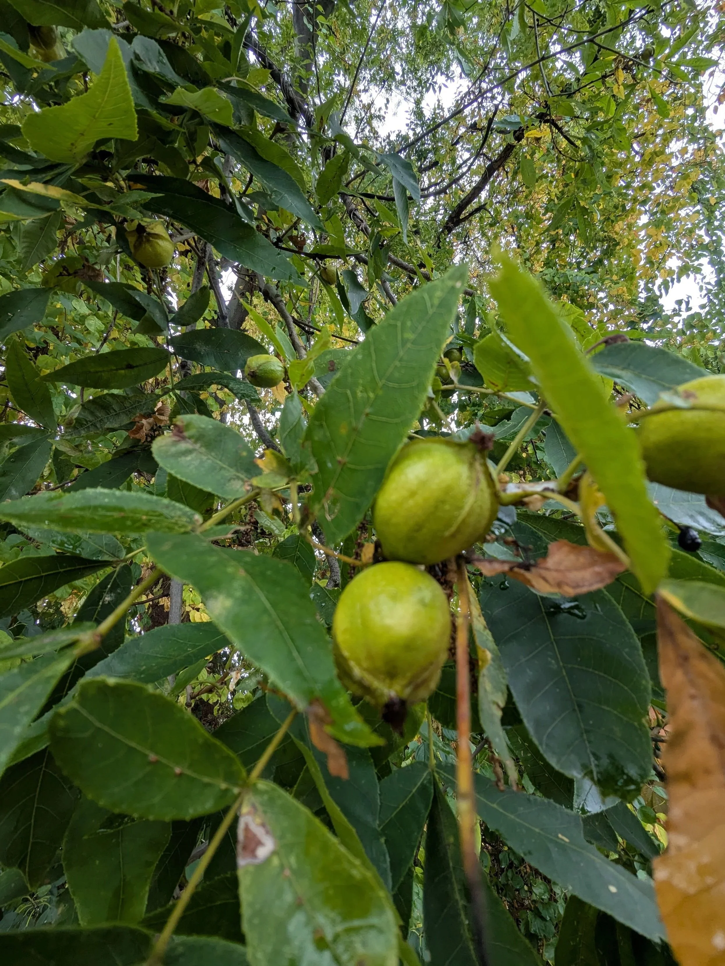 Close-up of three green bitternut hickories on a tree branch surrounded by green leaves with some brown edges, with a background of more leaves and sky.