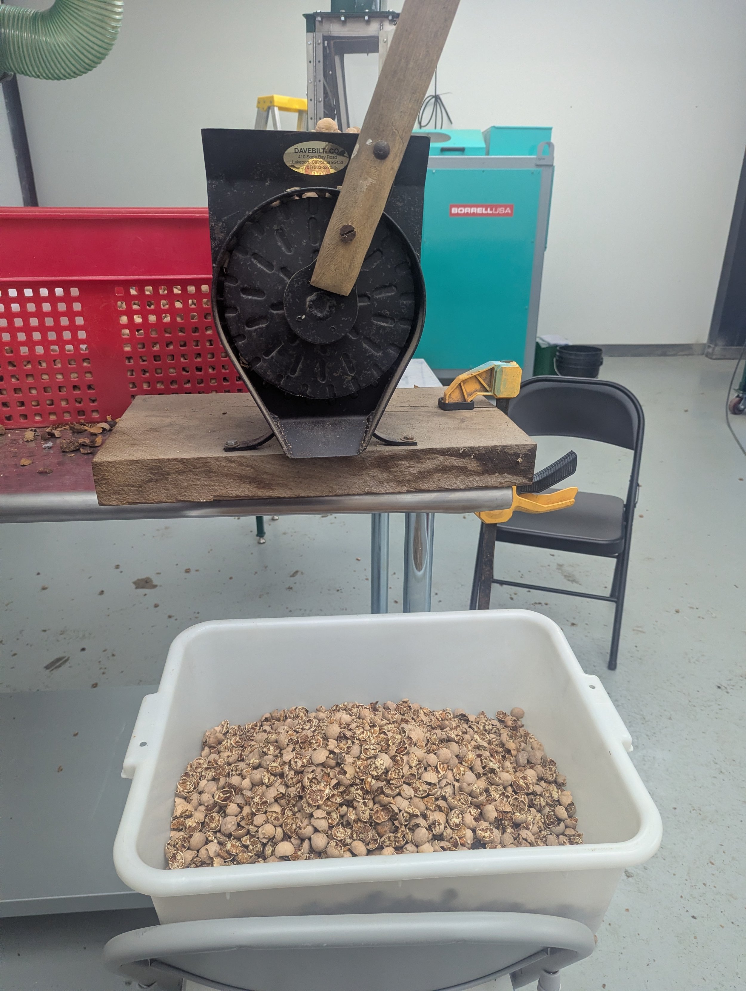 A laboratory setup with a mechanical device pressing hazelnuts, and a white container filled with hazelnuts below it.