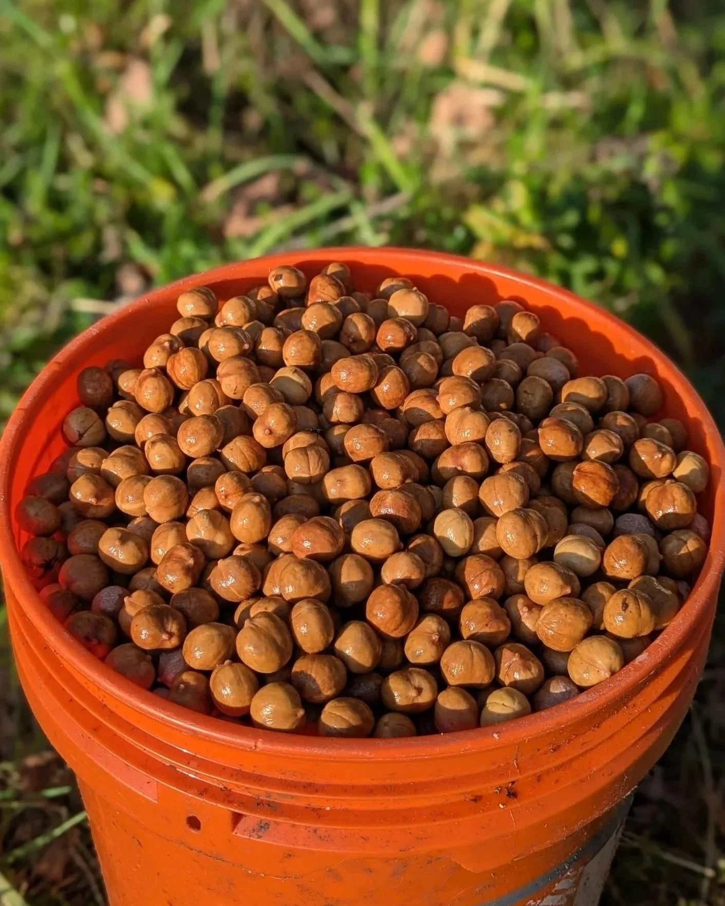 A close-up of a bucket filled with bitternut hickories outdoors on grass.