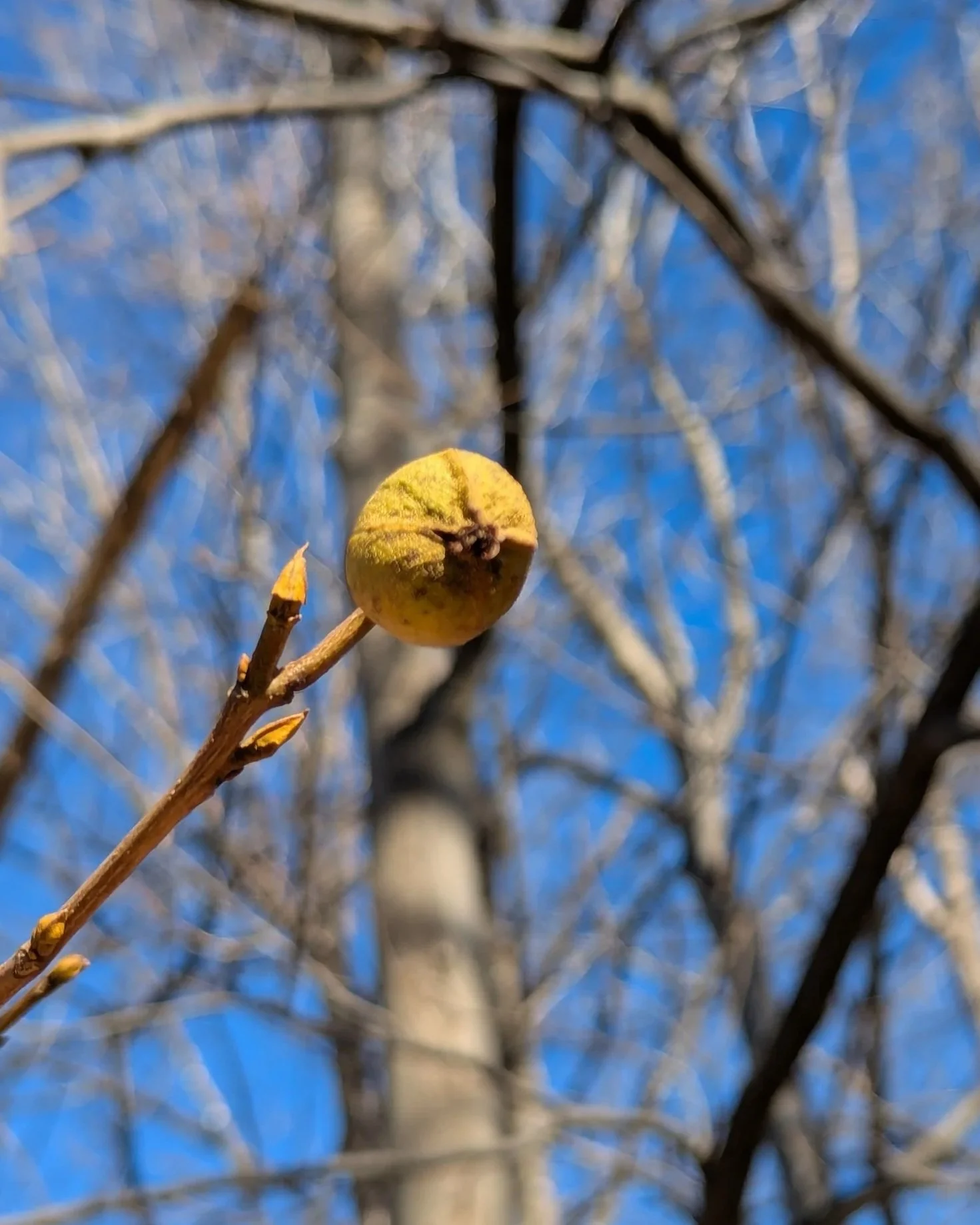 Close-up of a small, yellowish-green fruit on a branch with a blurred background of leafless trees and a blue sky.