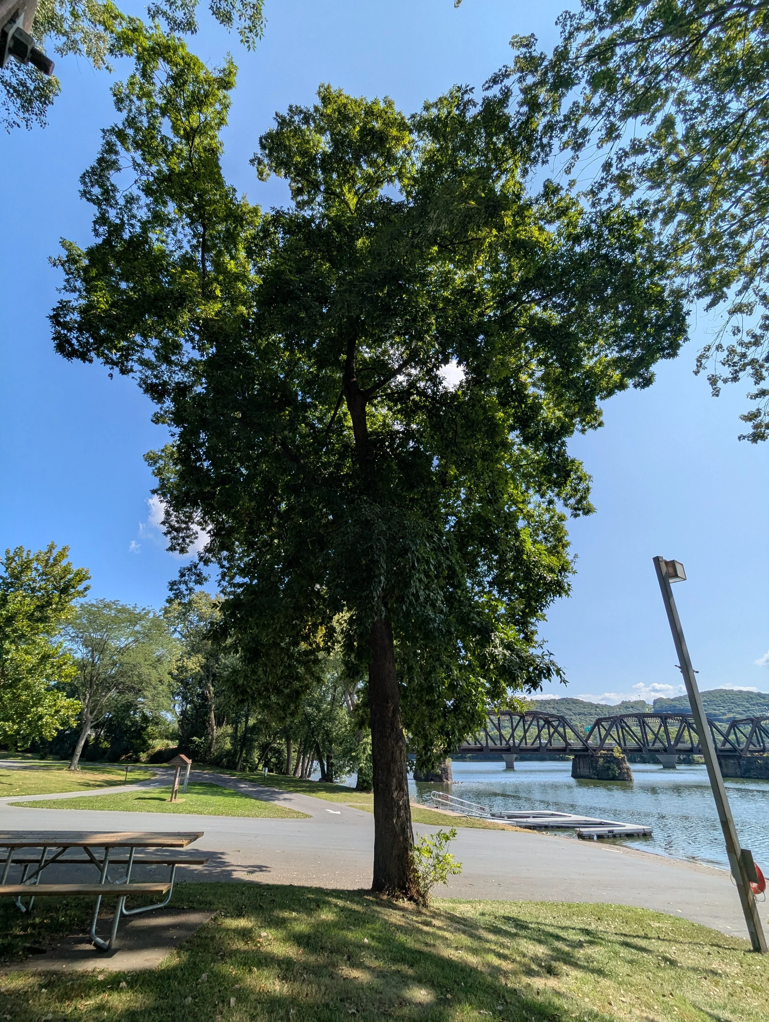 A park scene with a large bitternut hickory tree near a water body, a bridge in the background, a picnic table, a pathway, and a street lamp under a clear blue sky.