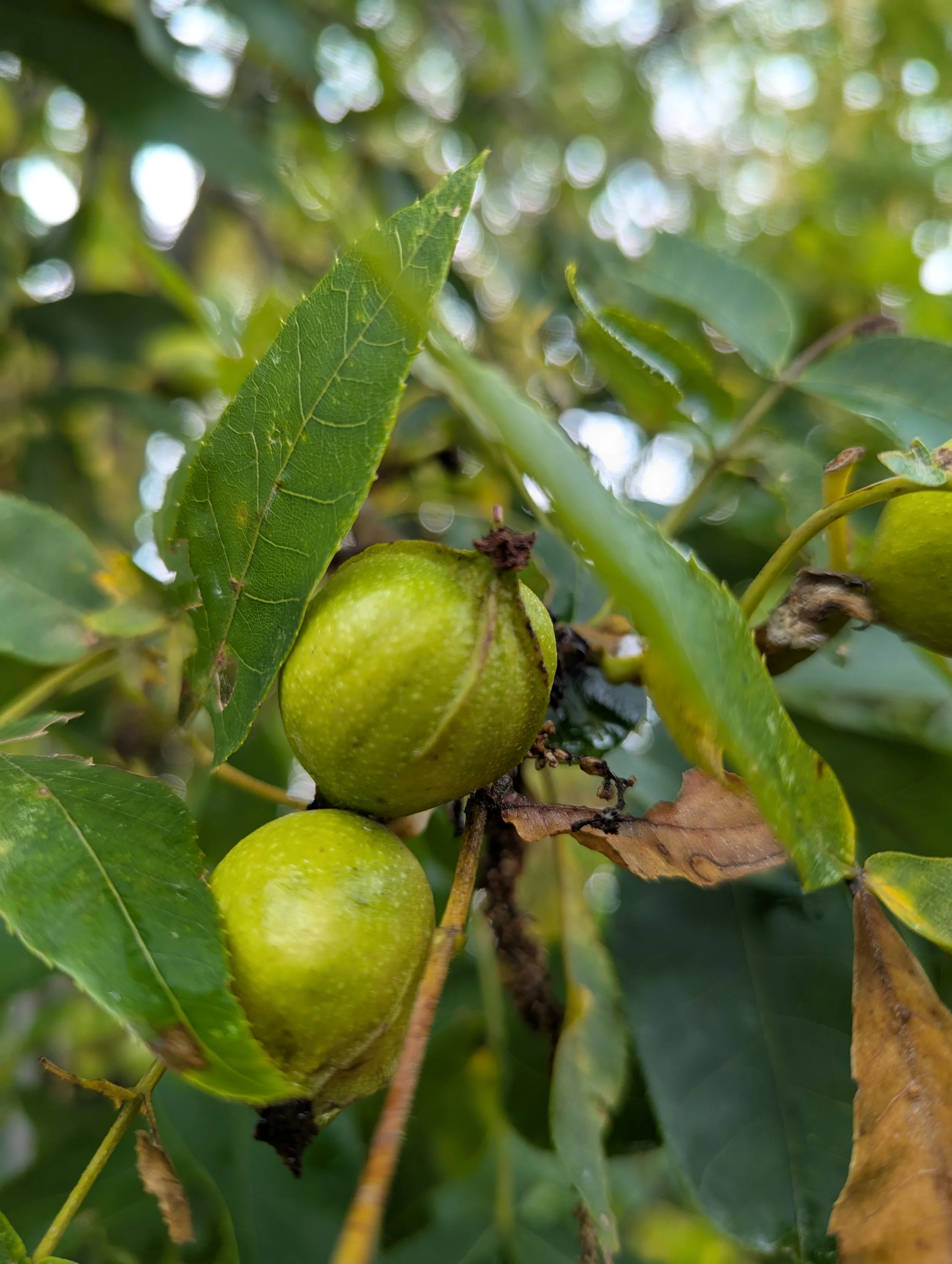 Close-up of two green walnuts growing on a tree, surrounded by green leaves.
