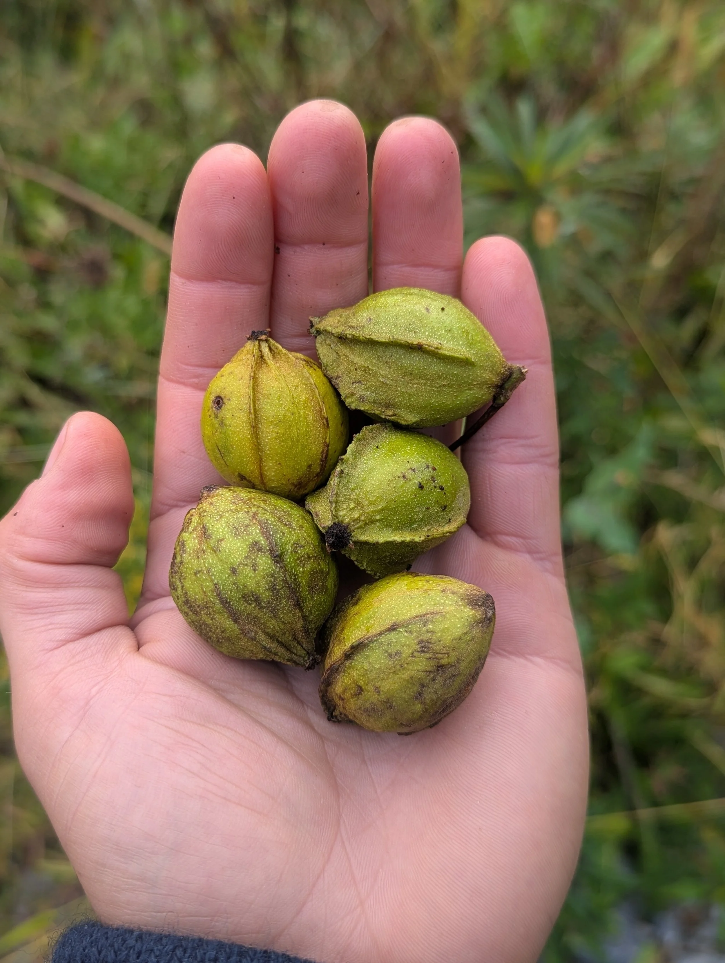 A person's hand holding several green, bitternut hickories against a blurred outdoor background.