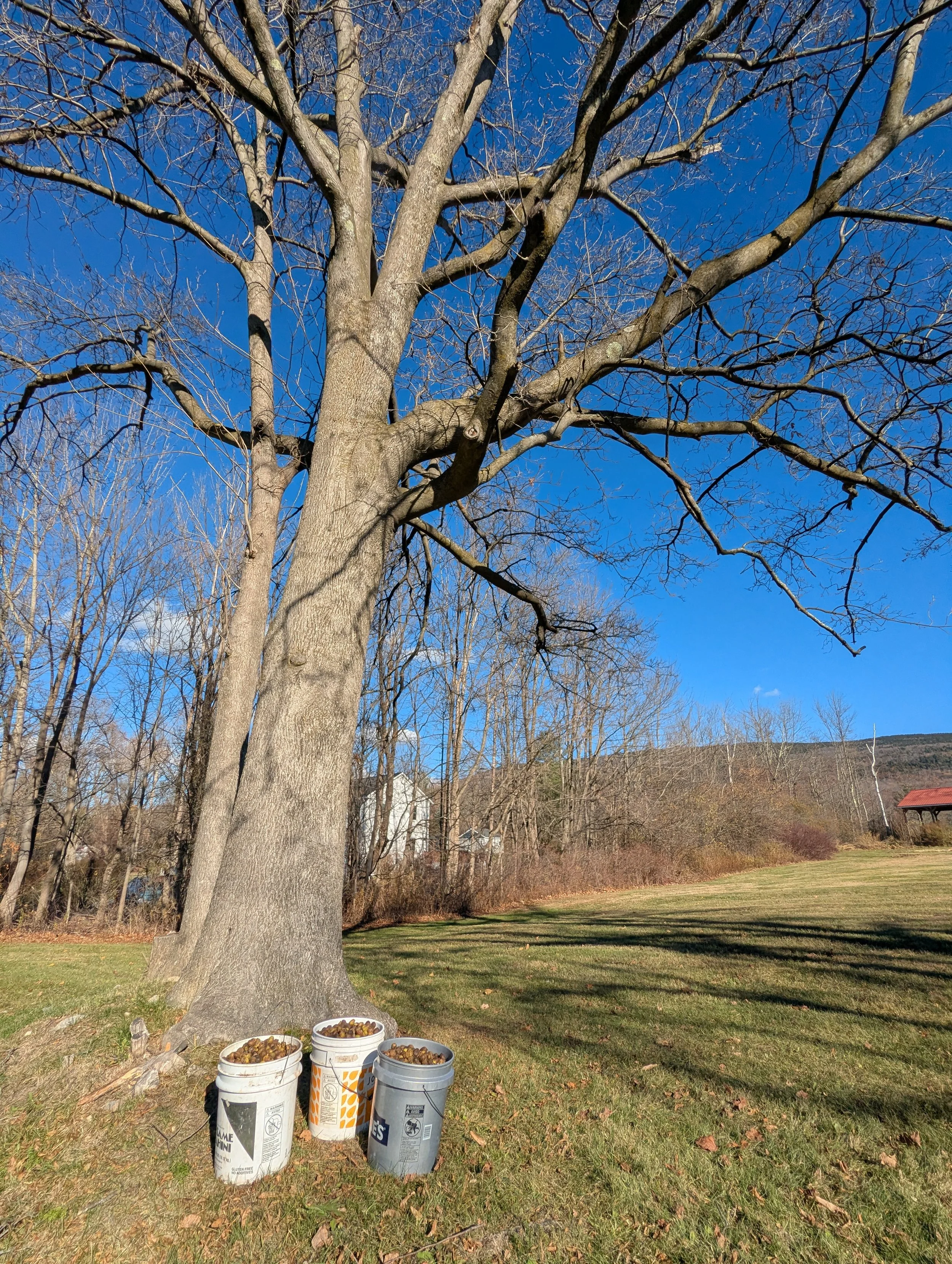 A large leafless tree with three buckets of food at its base, on a grassy field under a clear blue sky.