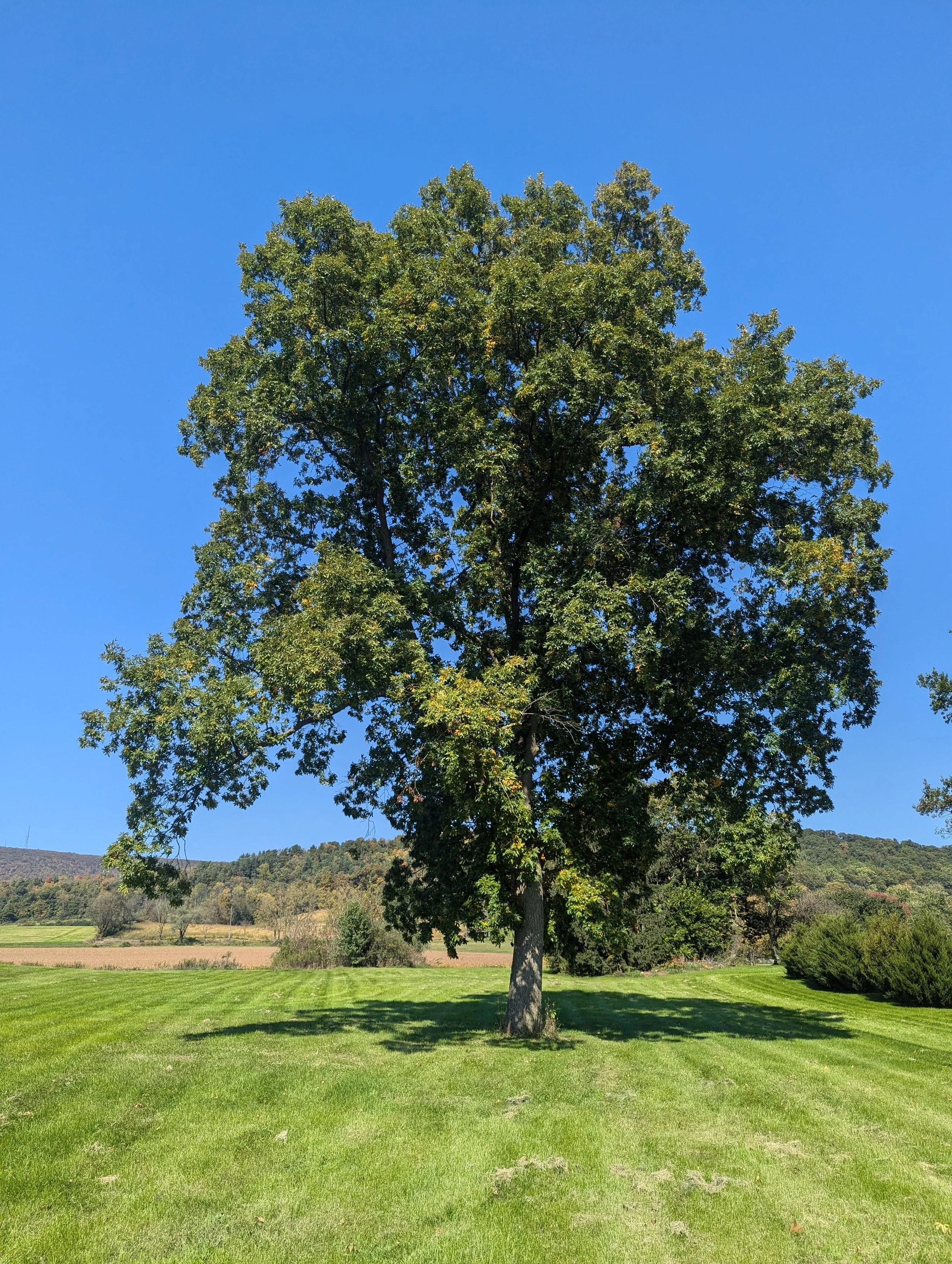 A large tree with green leaves standing on a grassy field under a clear blue sky.